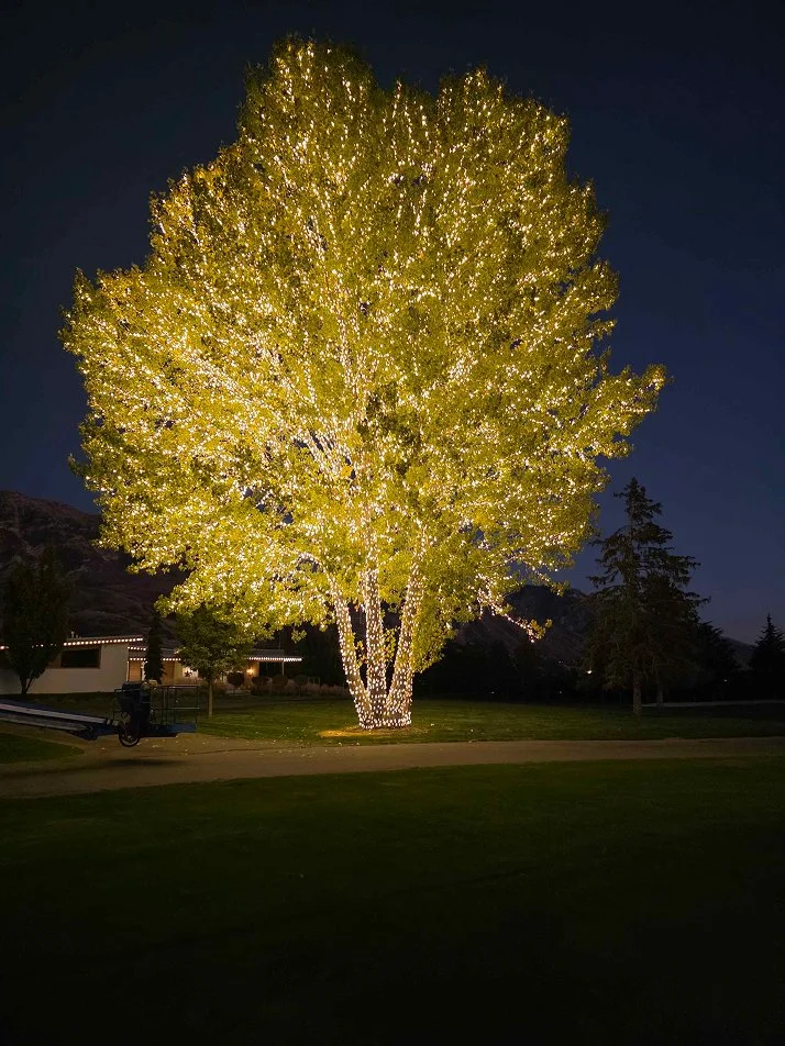 christmas11 andie pederson 1.jpg