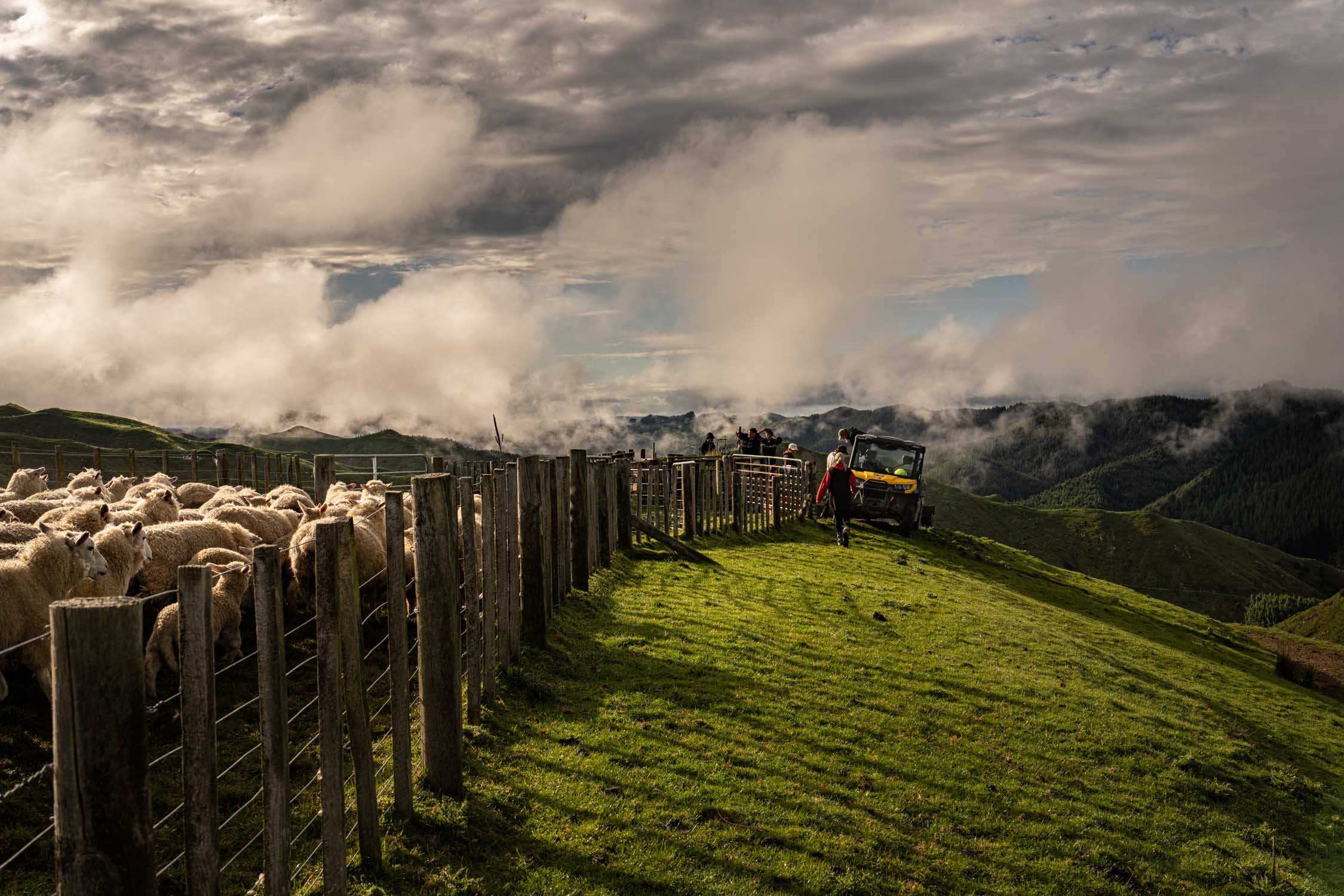 A flock of sheep enclosed by a fence on a green hillside, with people and a vehicle in the background under cloudy skies.