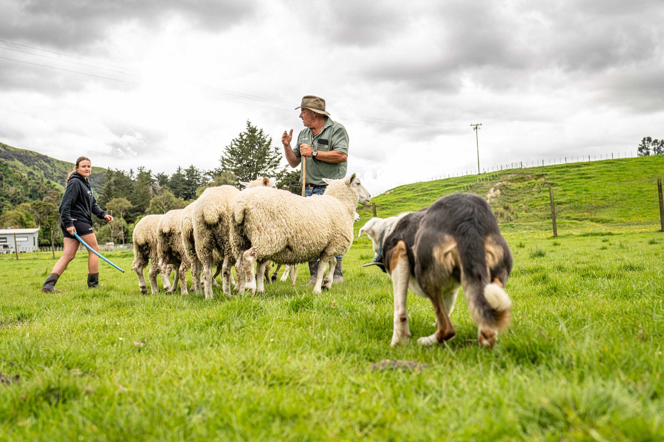 A farm scene with a shepherd and a sheepdog herding sheep on a grassy field, with another person assisting. The background shows a cloudy sky and trees.
