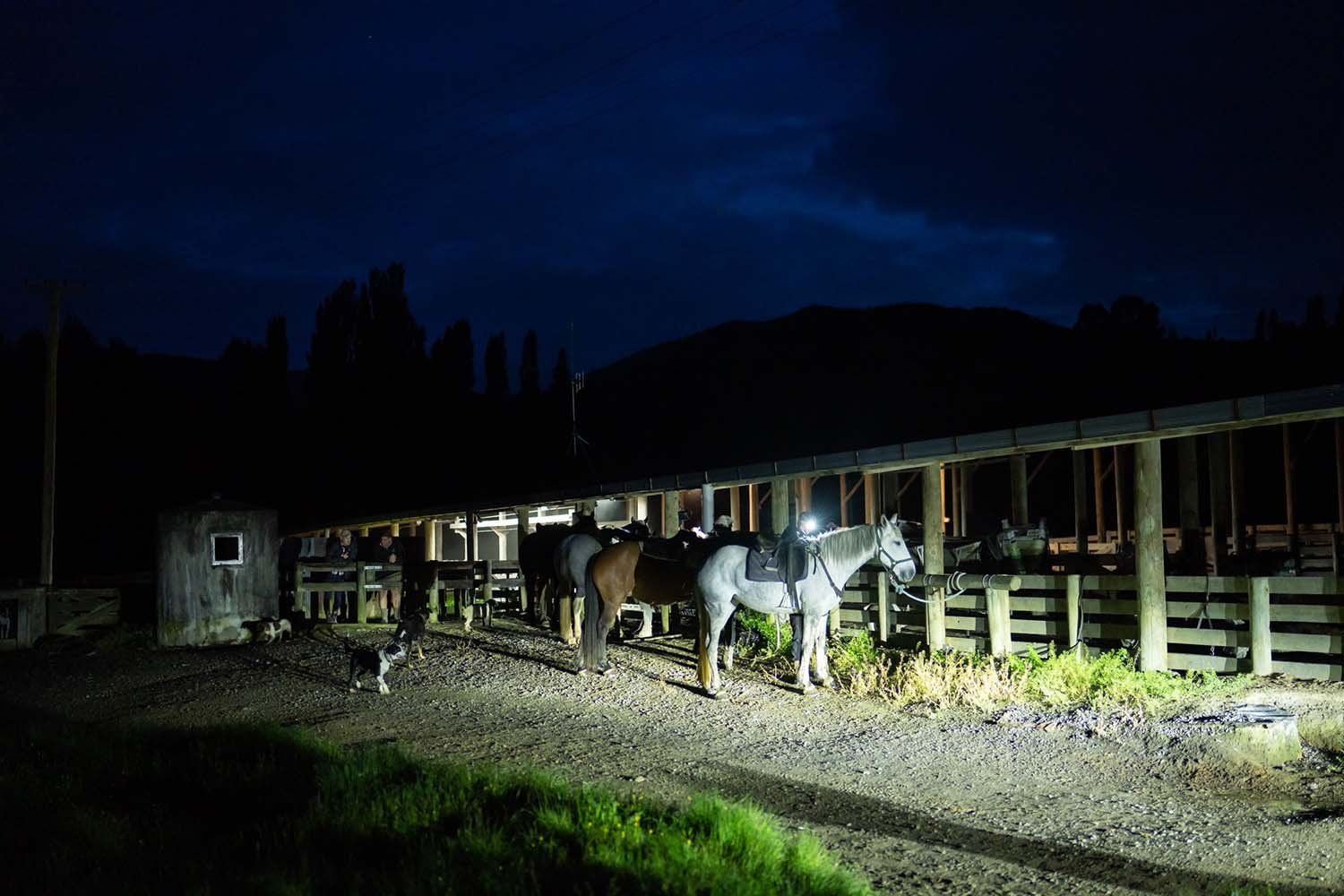 Night scene at a stable with horses