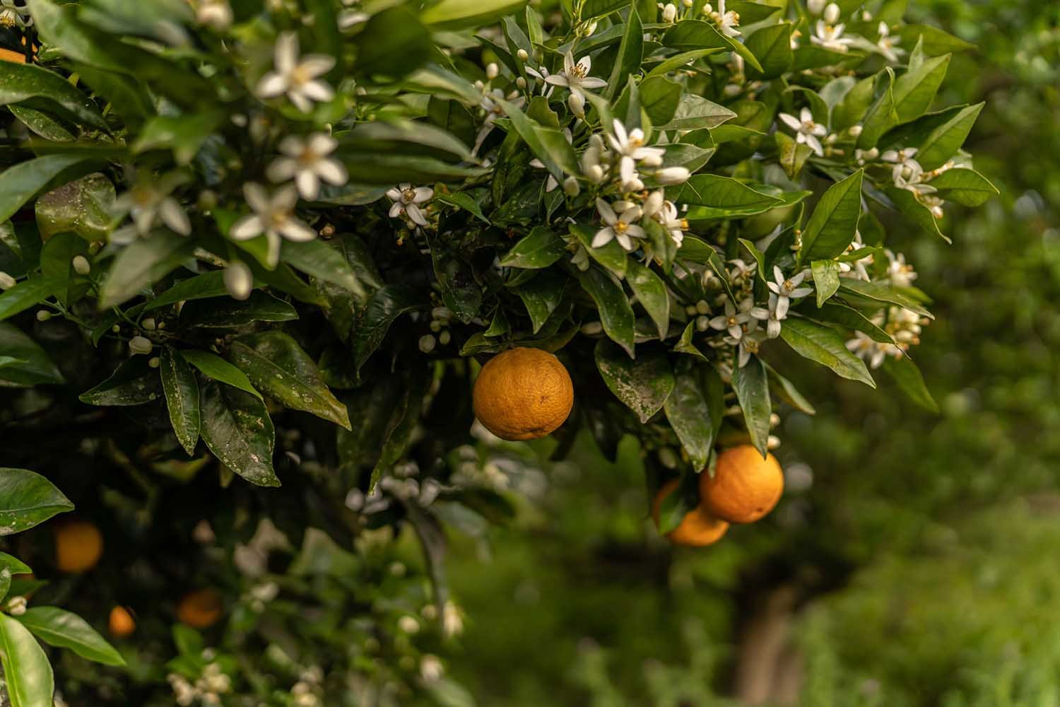 Orange tree with ripe oranges and white blossoms.