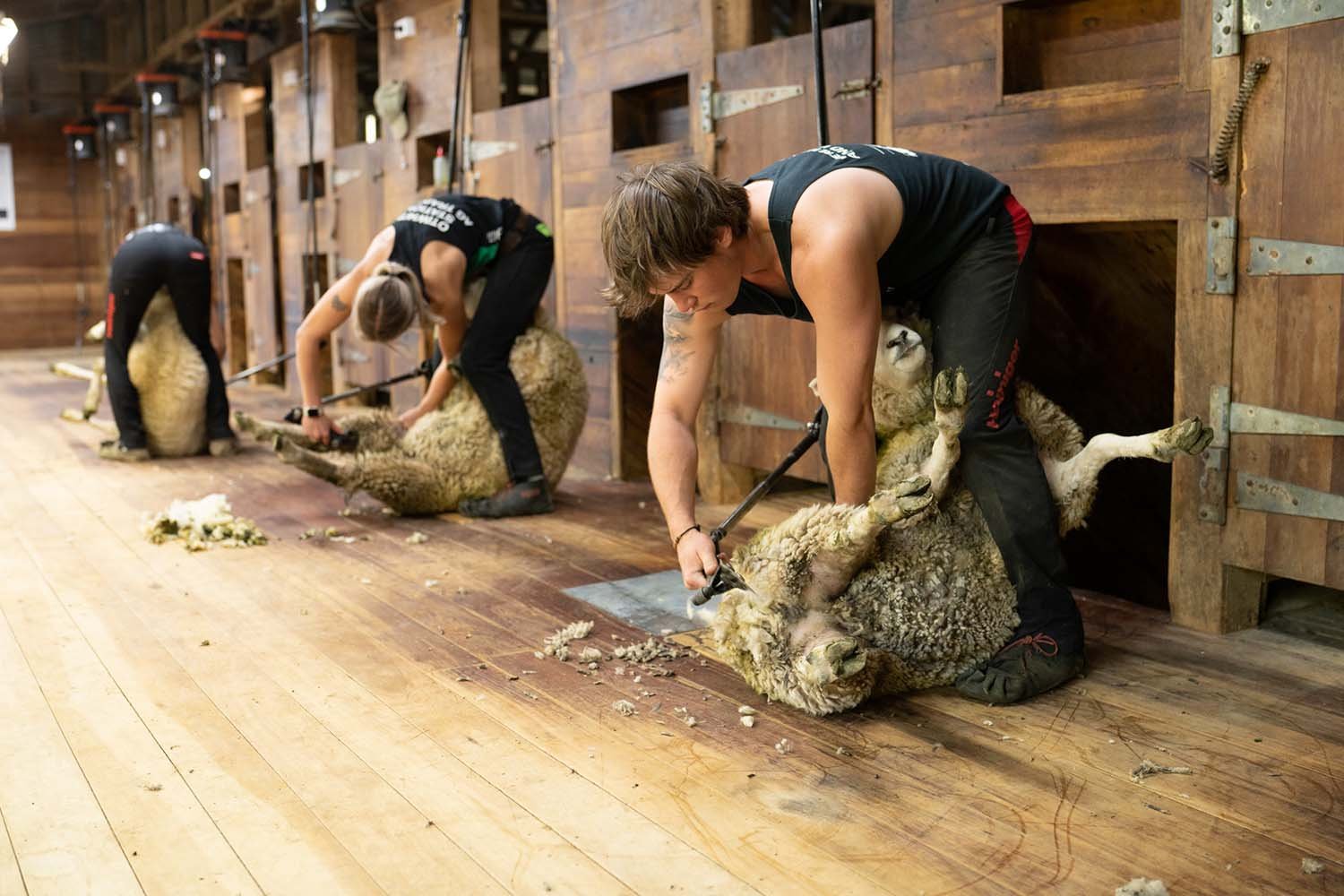 People shearing sheep in a wooden barn.
