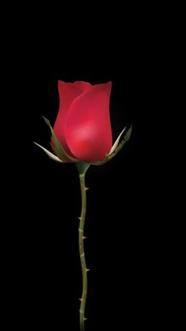 A single red rose with green leaves and a thorny stem against a black background.