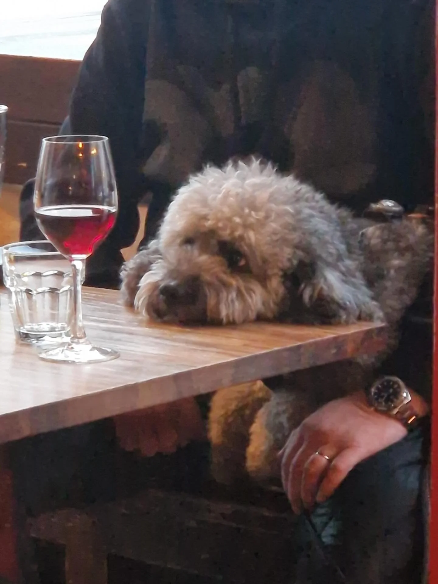 🐶 🍷 😋

Helmikuun ekan p&auml;iv&auml;n sunnuntai-ruoat:

❄️ Kanaa cheddar-kastikkeessa
 - paahdetut perunat

❄️ Broccolini-chilipasta

Kotiruoka tarjolla alkaen klo 14, tervetuloa ❣️

#sunnuntailounas #heleats #koirayst&auml;v&auml;llinenravintola