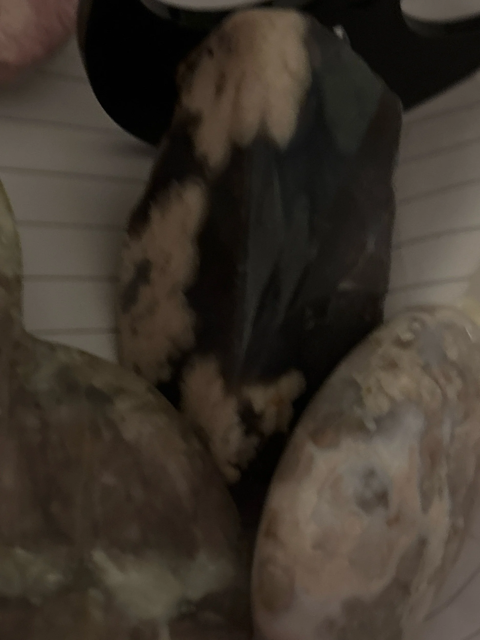 473CD30D-10B9-4331-8C16-CC255CCE11D6.jpeg
