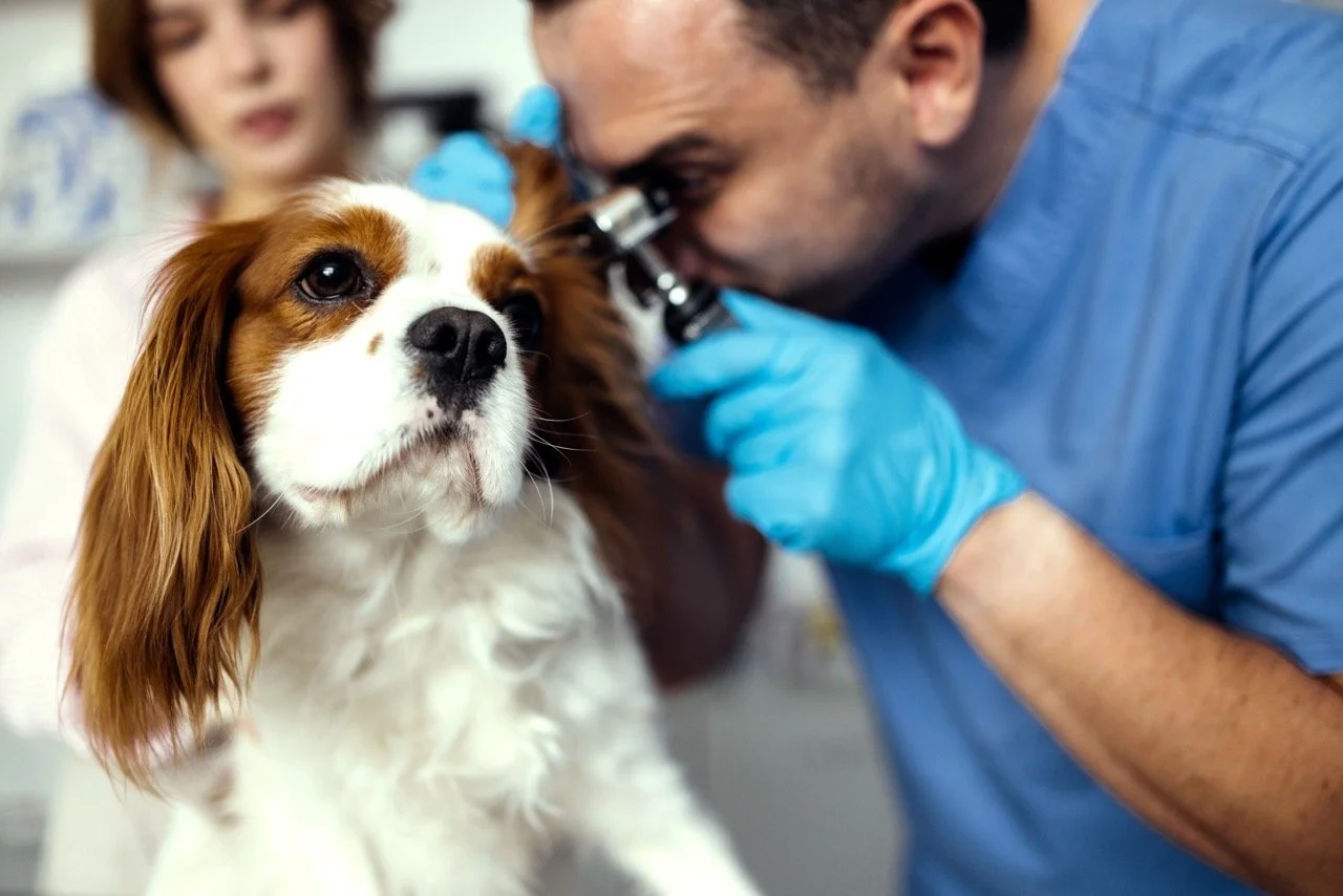 Vet examining a dog with a magnifying glass in a veterinary clinic.