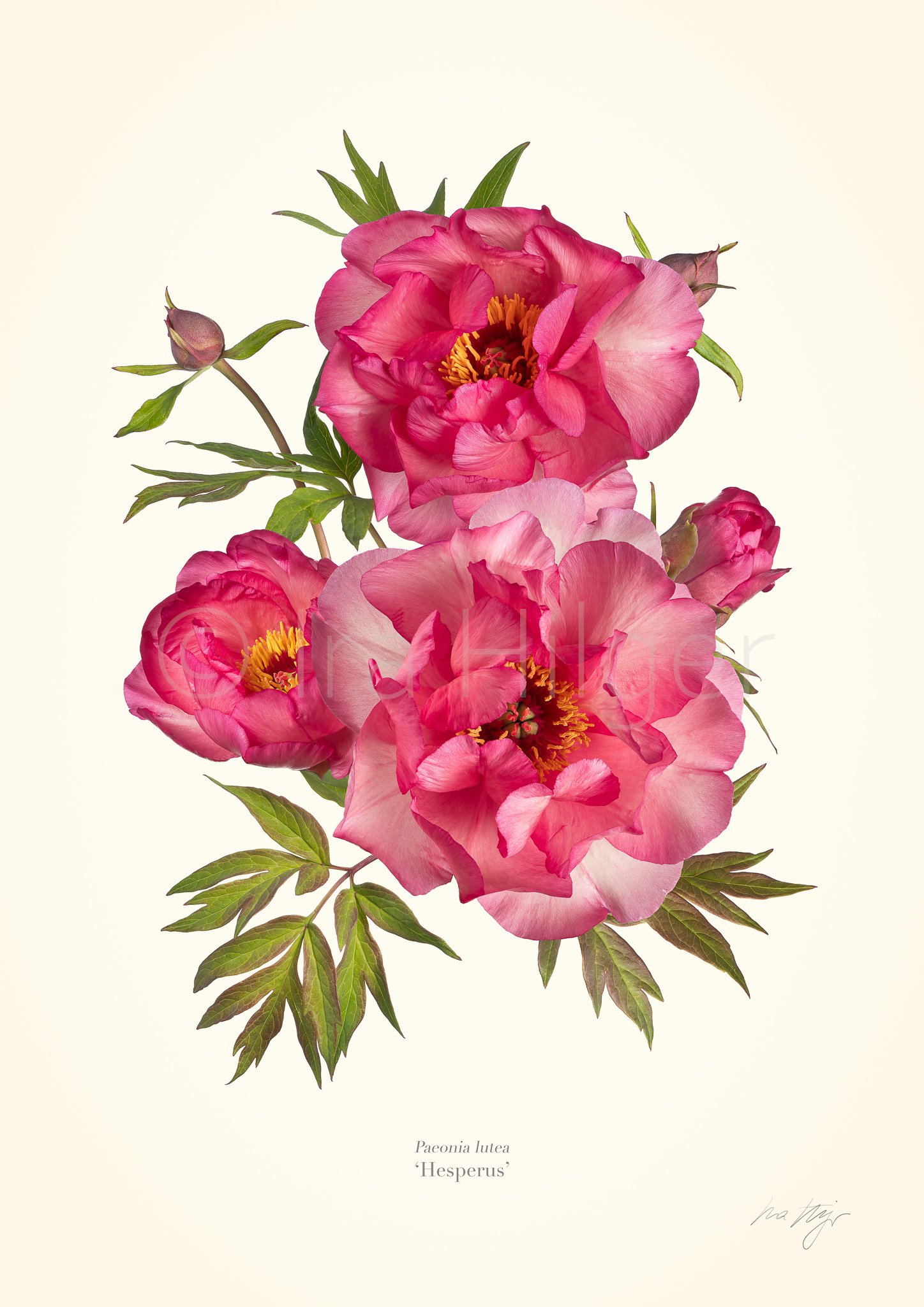 Hesperus Pfingstrose, botanischer Fine Art Print von Ira Hilger mit lachsfarbenen Blüten mit goldenem Unterton