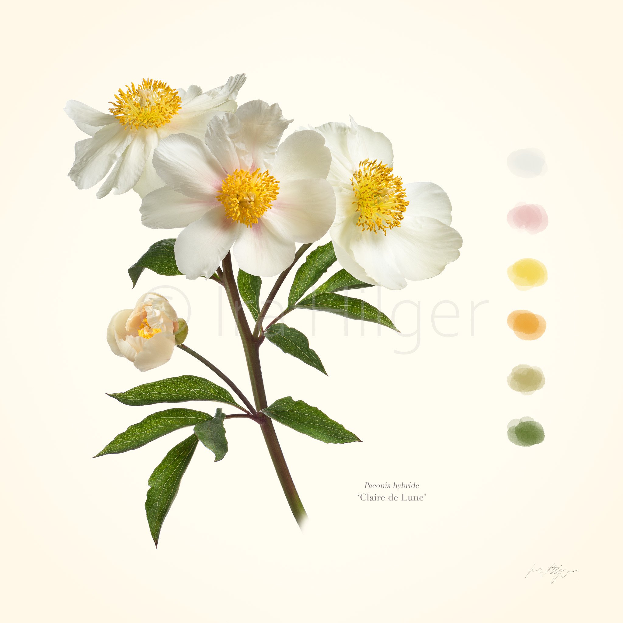 Claire de Lune Pfingstrose mit Farbtafel, botanischer Fine Art Print von Ira Hilger mit farblichen Akzenten der Blütendetails