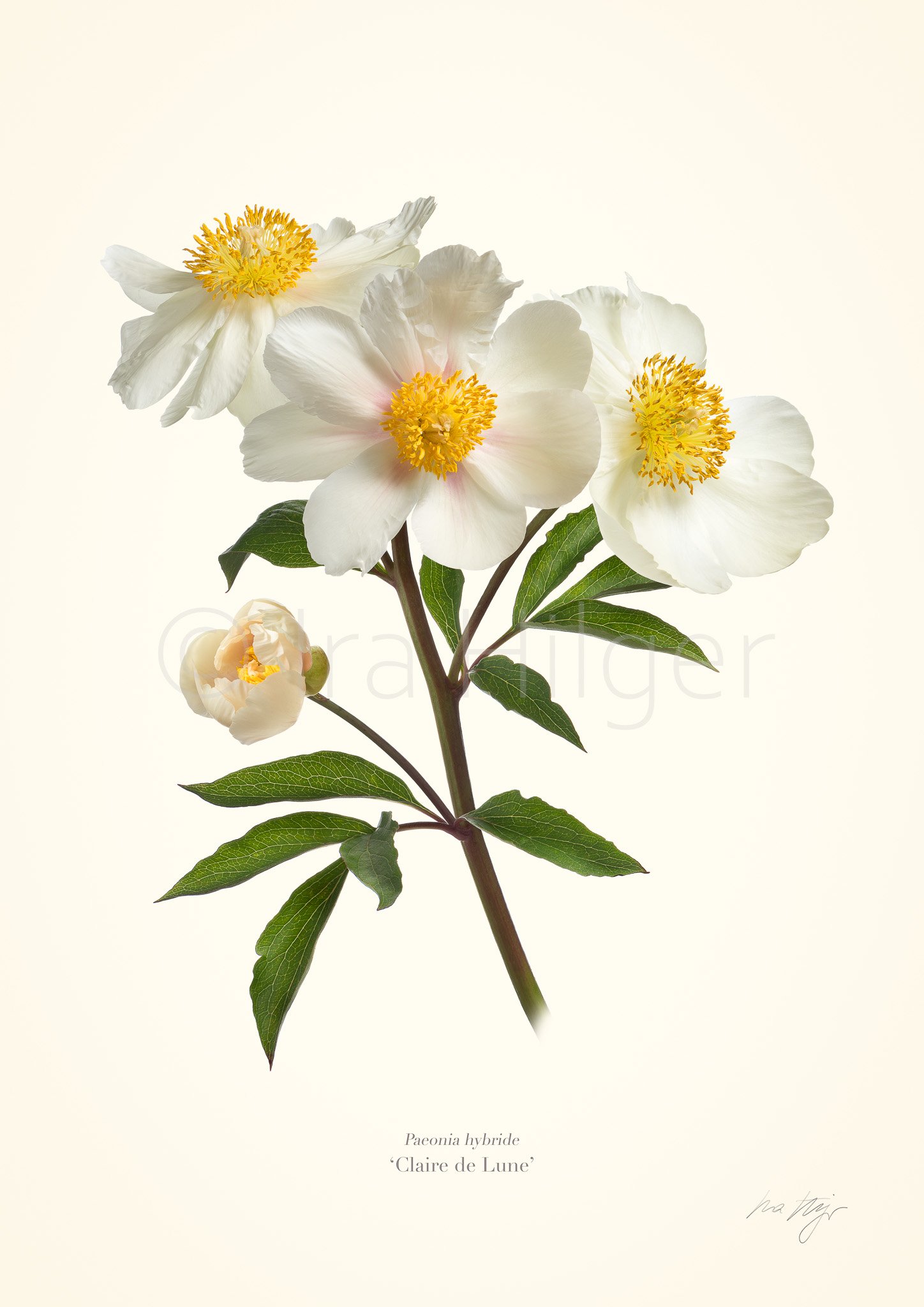 Claire de Lune Pfingstrose, botanischer Fine Art Print von Ira Hilger mit cremeweißen Blüten und goldgelben Staubgefäßen