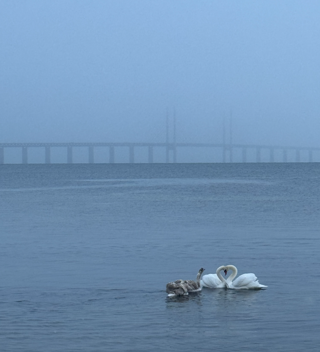 Skärmavbild 2026-01-12 kl. 16.49.54.png