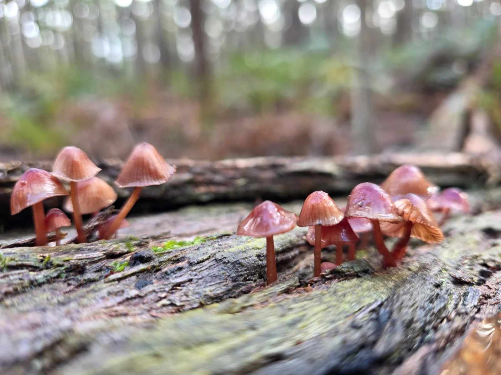 Forest Bathing & Deep Rest