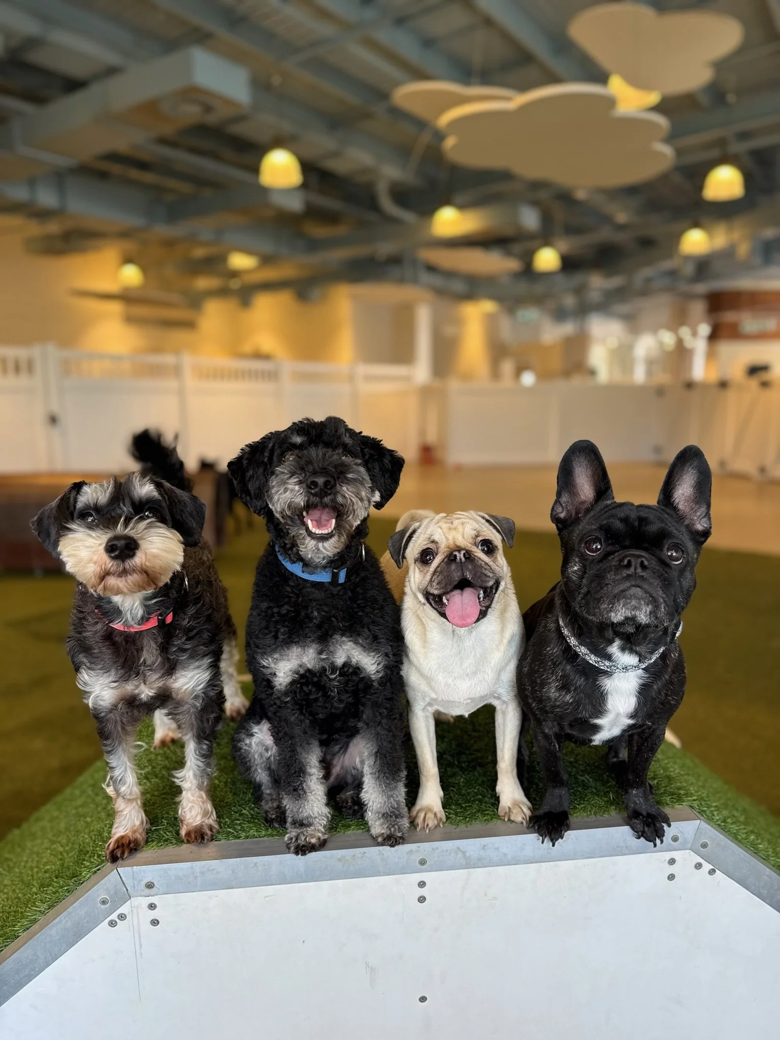 Five dogs of different breeds sitting on a raised platform at an indoor dog park, with a metal railing and a blurry ceiling with cloud-shaped decorations in the background.