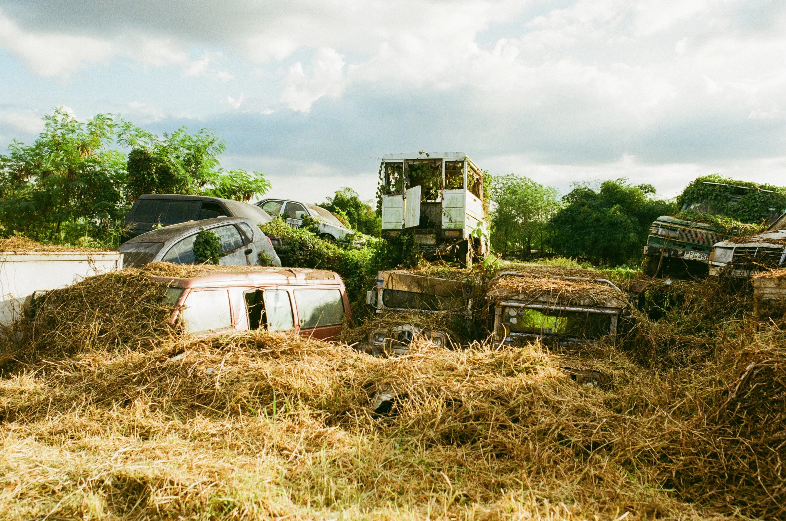 Overgrown abandoned cars and trucks in a field with trees and cloudy sky in the background.