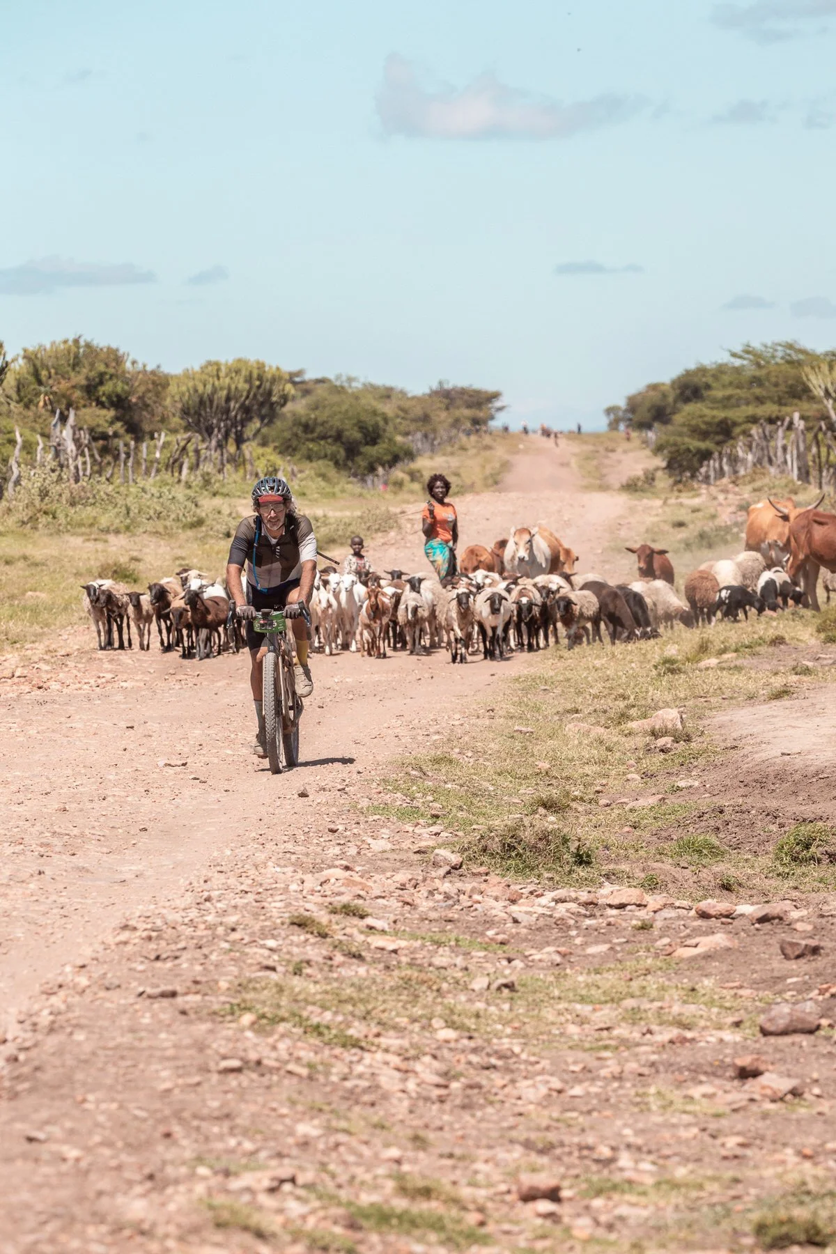 A person riding a bicycle on a dirt road with a herd of cattle and a woman standing in the background in a rural landscape.