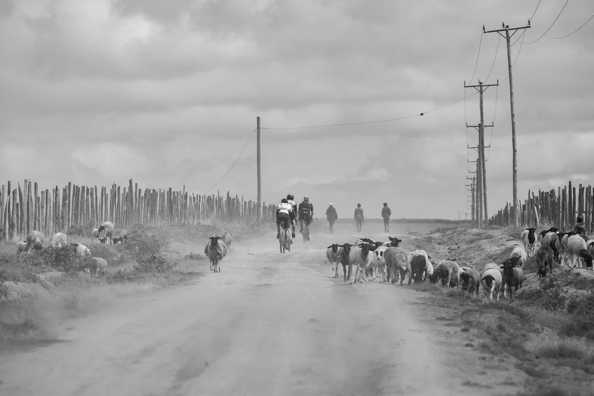 A rural dirt road with sheep on either side, three people riding bicycles, and four more people walking in the distance. Power lines and a wooden fence run along the sides of the road under a cloudy sky.