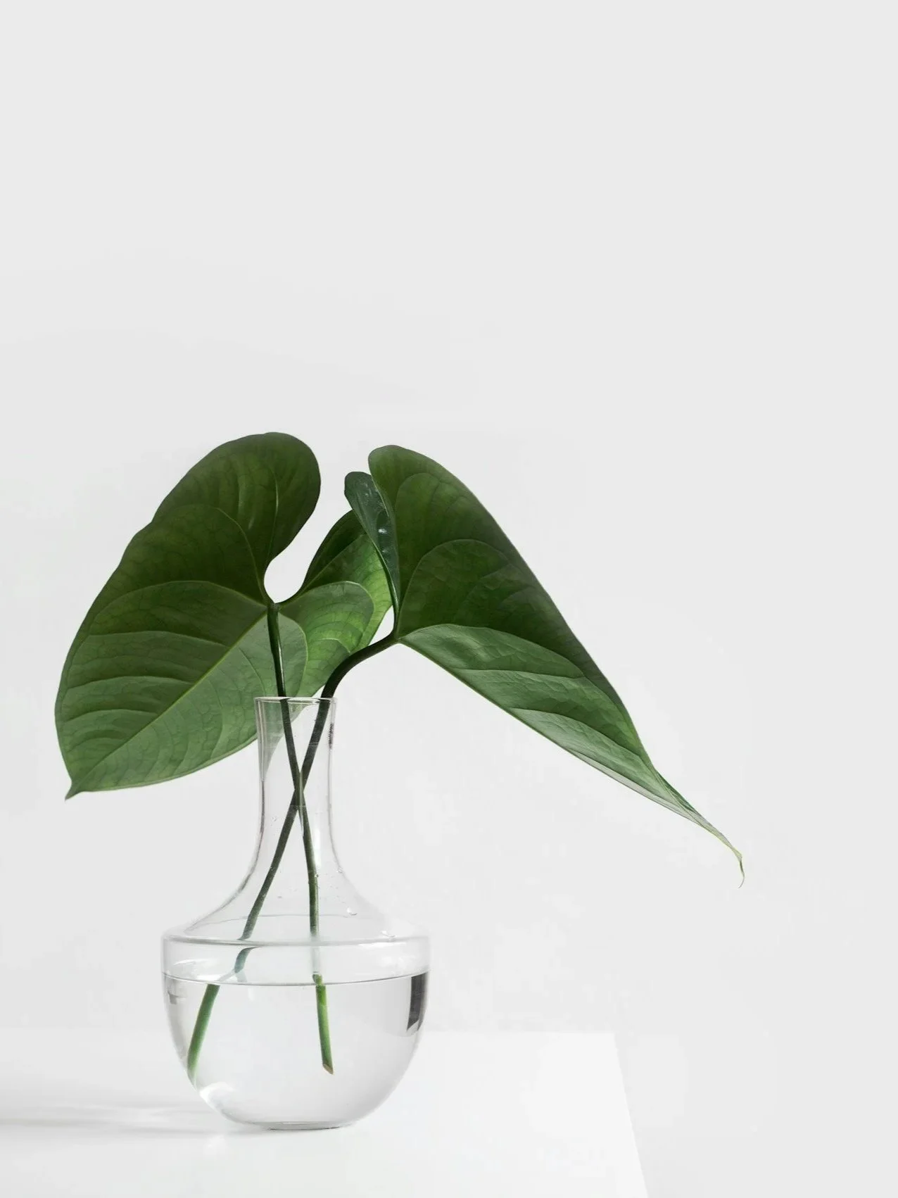 Green leafy plant in a clear glass vase filled with water against a plain white background.