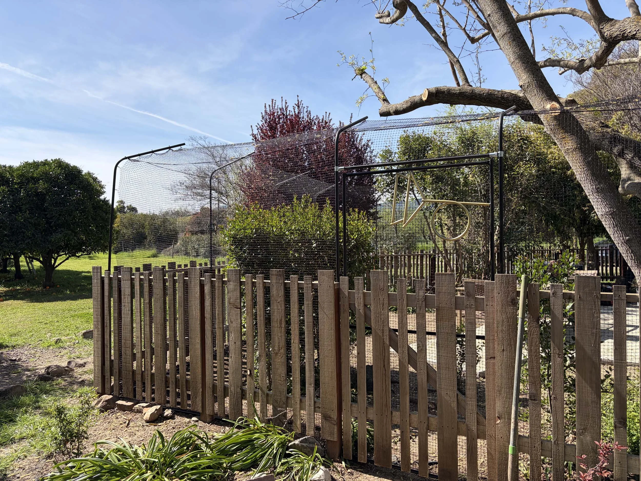 A backyard orchard enclosed by a wooden fence with a chicken wire fencing on top, surrounded by trees and plants, with a clear blue sky overhead.