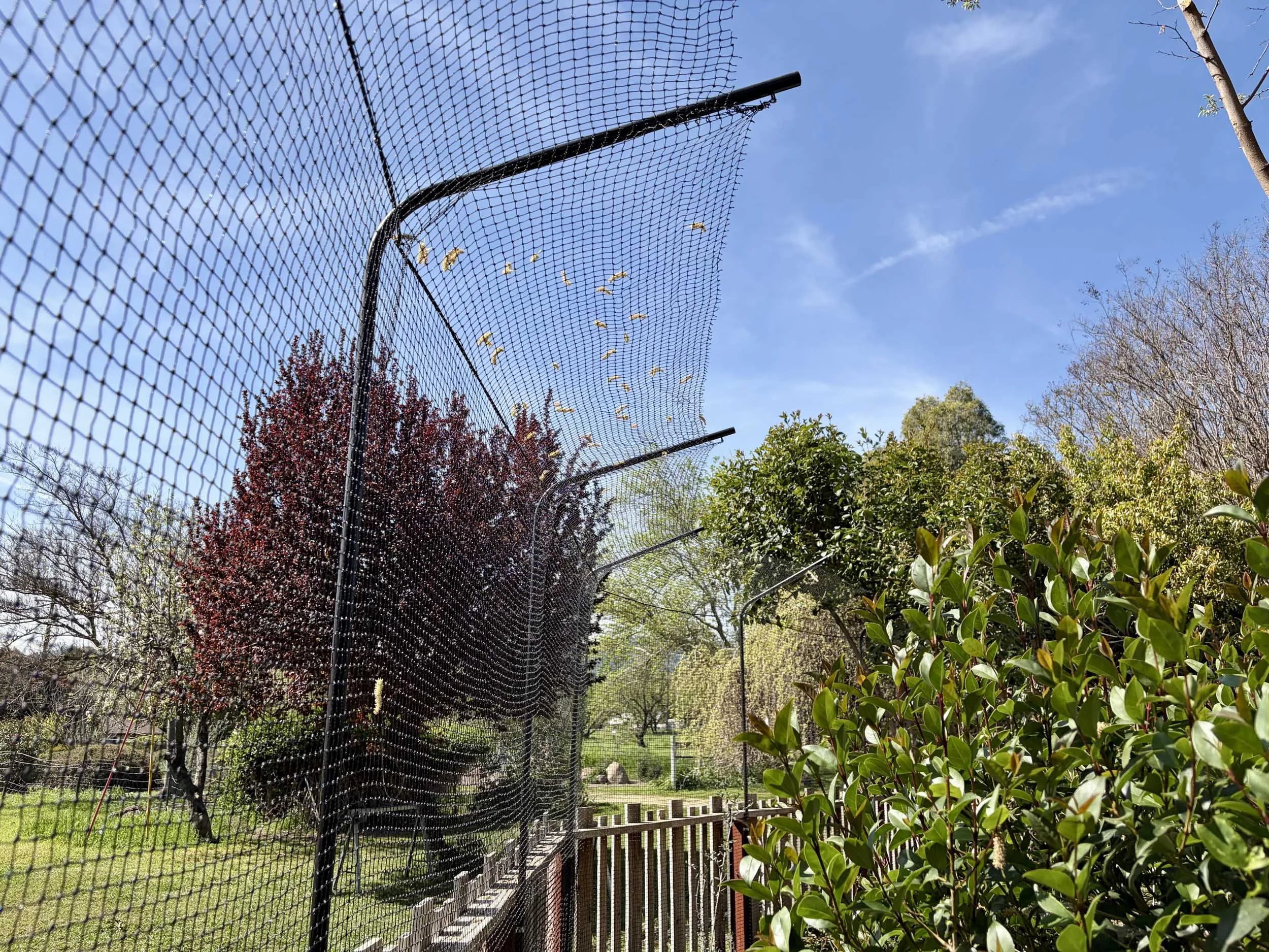 A black chain-link fence with a curved top, with small yellow birds perched on parts of the fence, set in a park with grass, trees, and bushes under a blue sky.