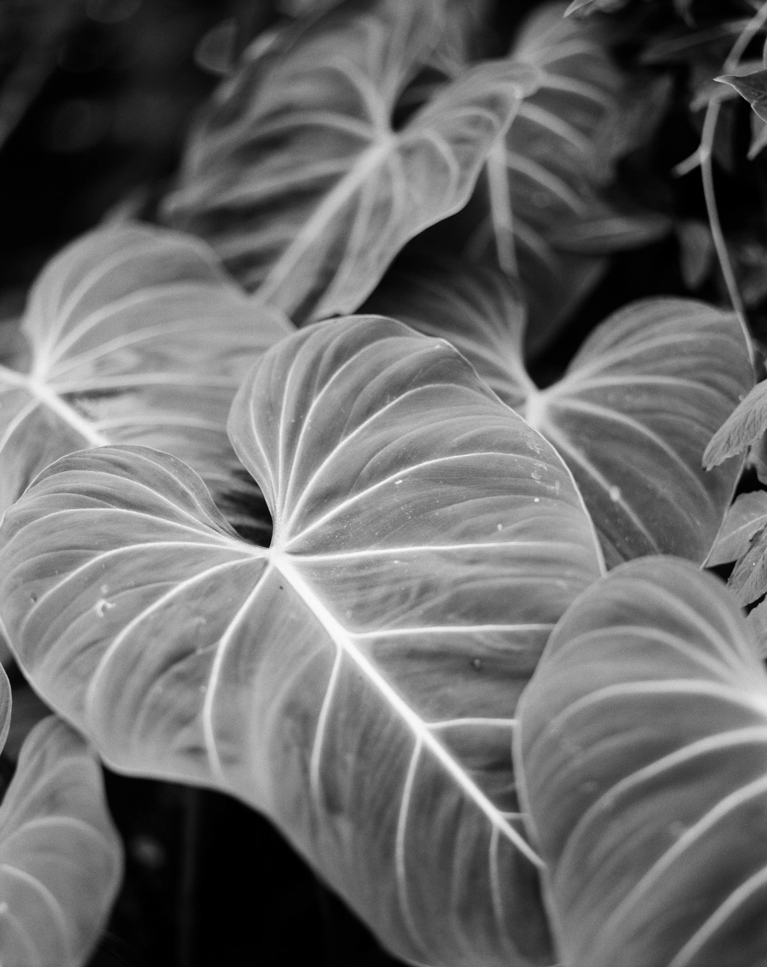 Example of a photograph created in the basic photography course at Five Studio.