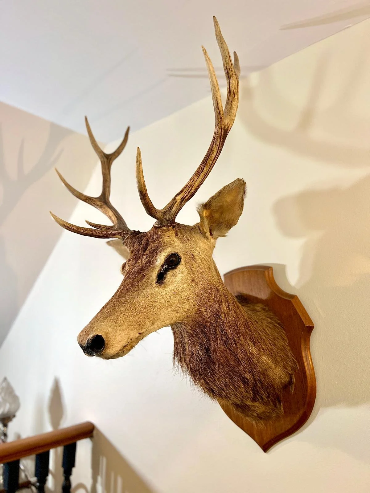 Stag Head.jpg