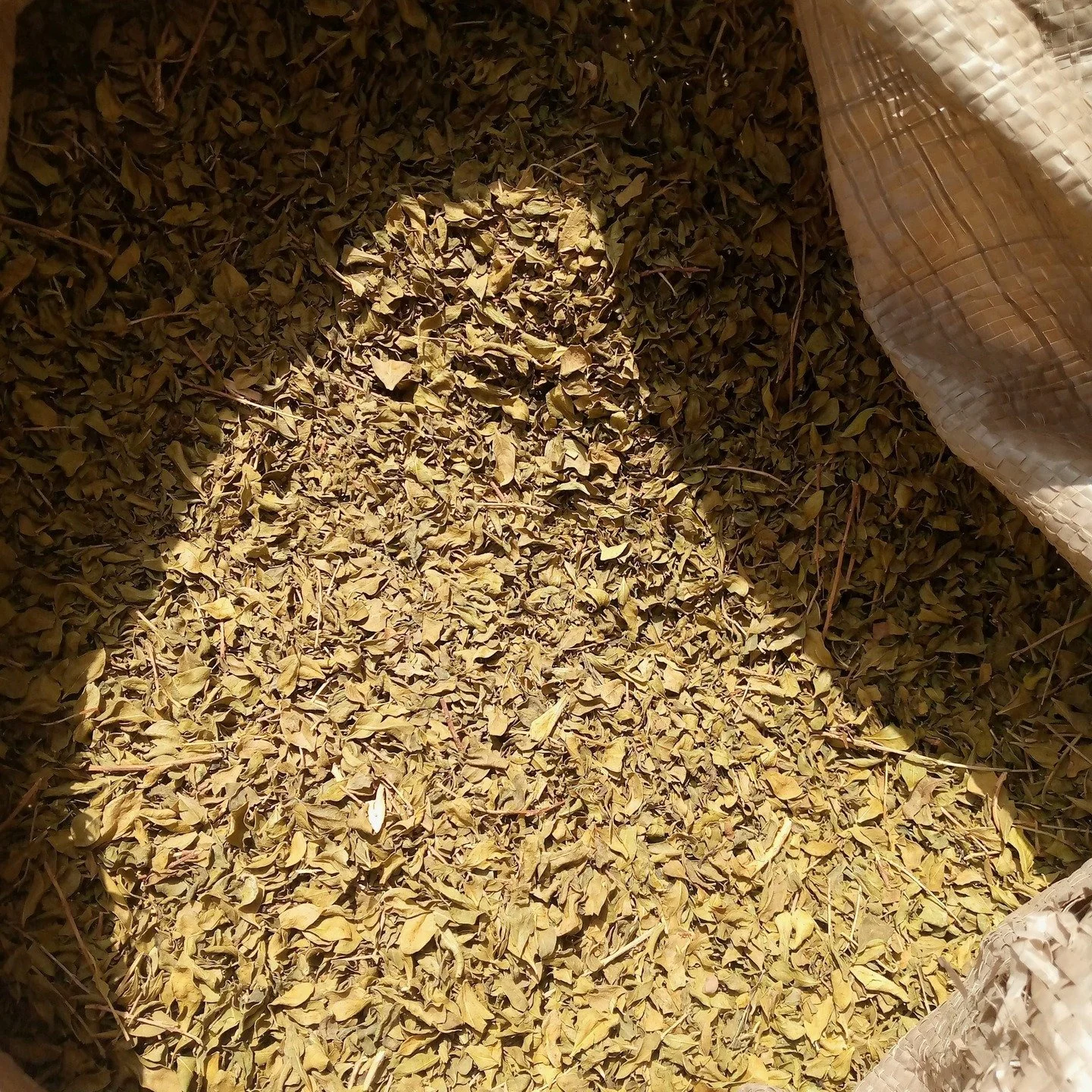 #wadtowindow part 2 THE DYE PROCESS 

continuing the story of a special commission.  Master dyer Ahmed prepares the dye bath using ground dried henna leaves, fresh chopped lemons and water.  The colour is extracted over a low heat for several hours, 