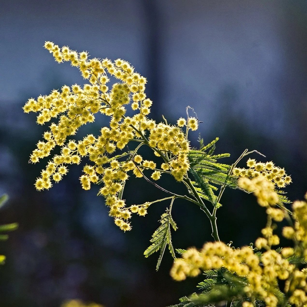 #internationalwomensday2025

International Women's Day March 8th.. 

Honouring these amazing women:

Strong, resilient and resourceful ..
@green_nella 
@nixynoo2002 
@handaleigh 
@allisonkd 

So proud to have been part of your creative journey..
@a_p