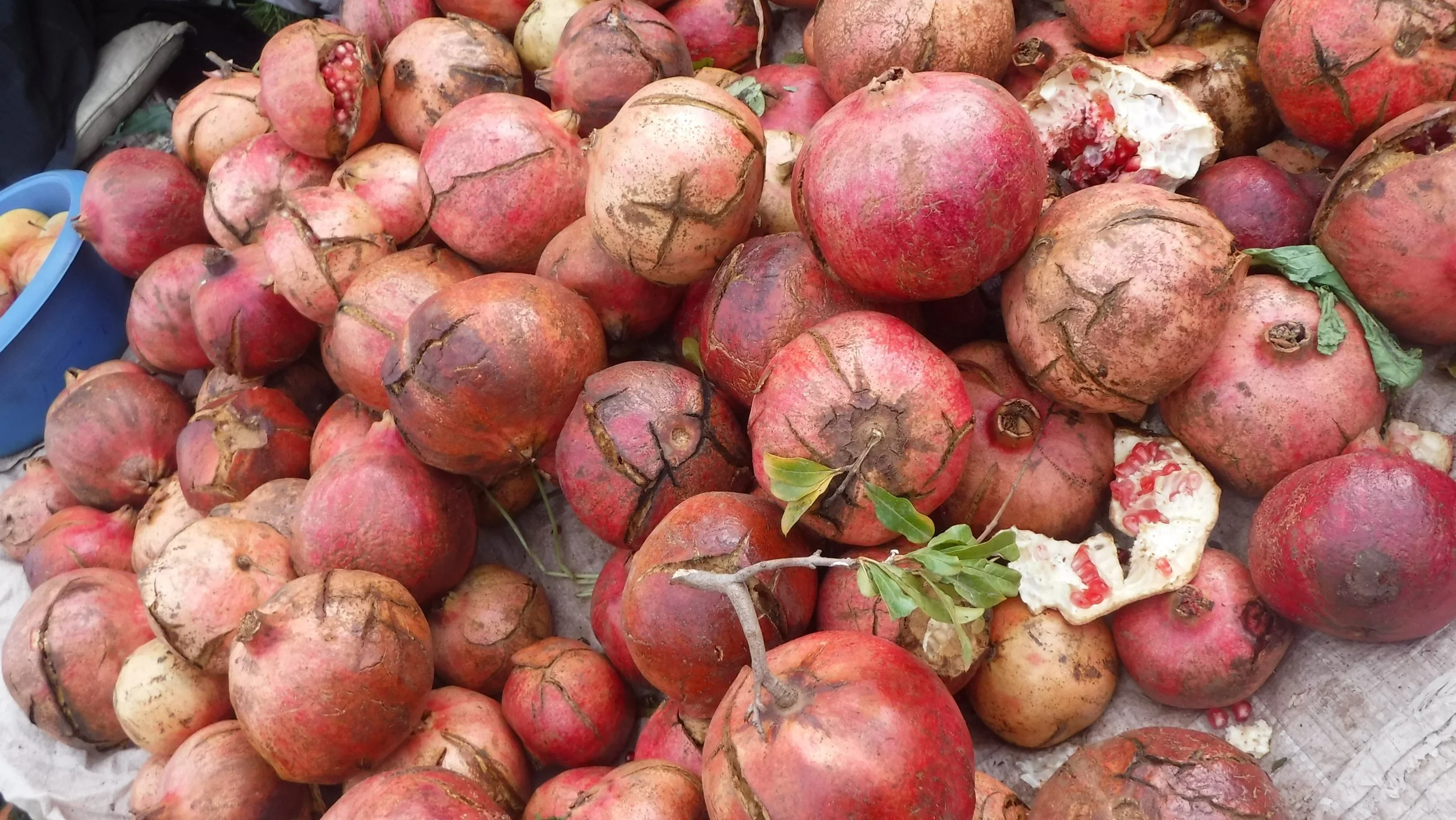 pomegranate.jpeg