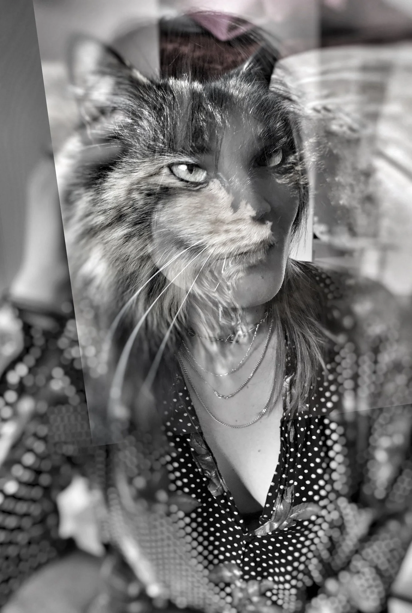 Courteous-Cat.jpg