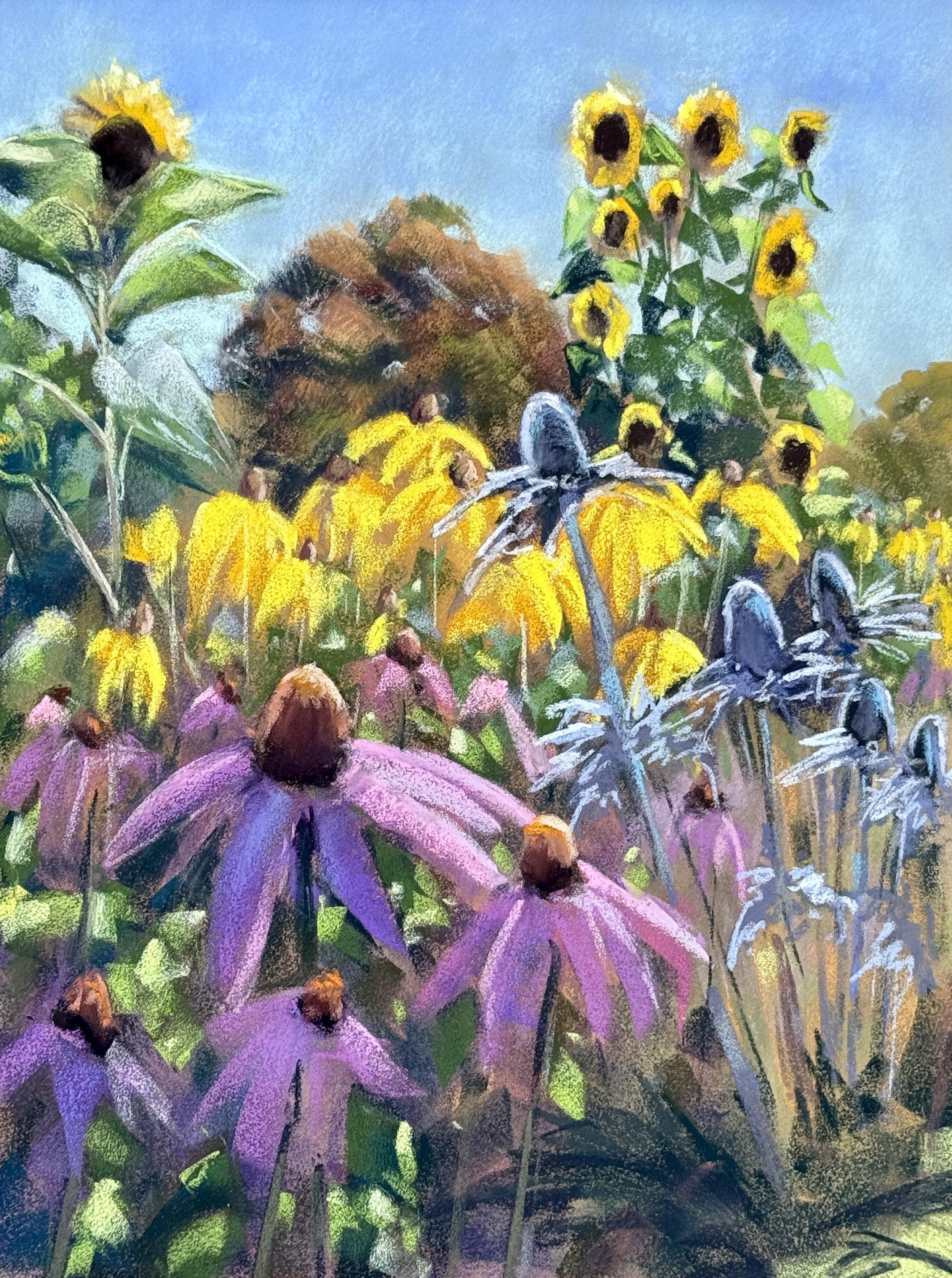 Summer flowers. Echinacea, eryngium, rudbeckia and sunflowers. Soft pastel on Canson velvet 39x29cm. Original for sale £300. Click to buy now.