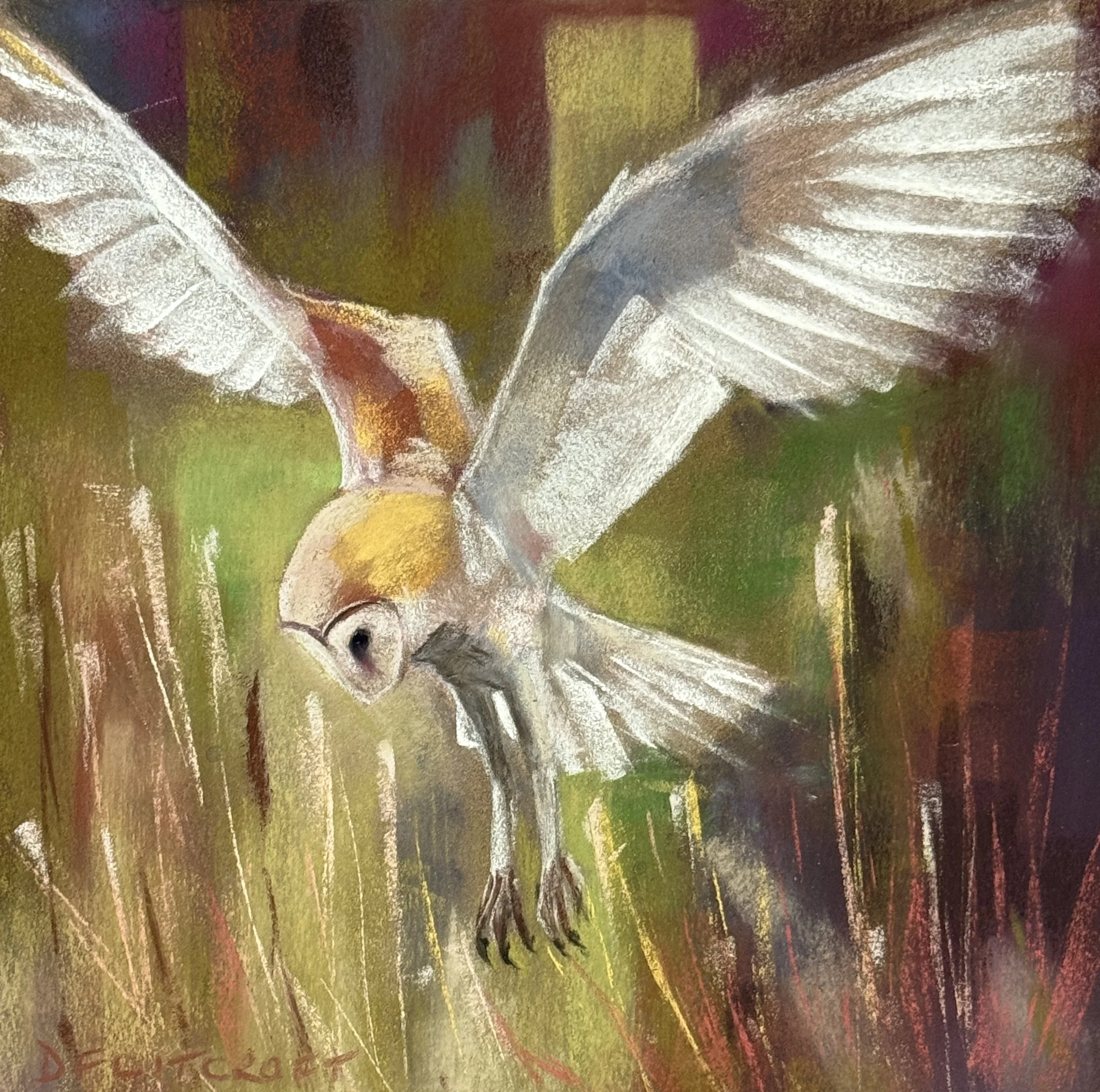 Une chouette effraie en train de chasser / A barn owl hunting 29x29cm. Disponible €175
