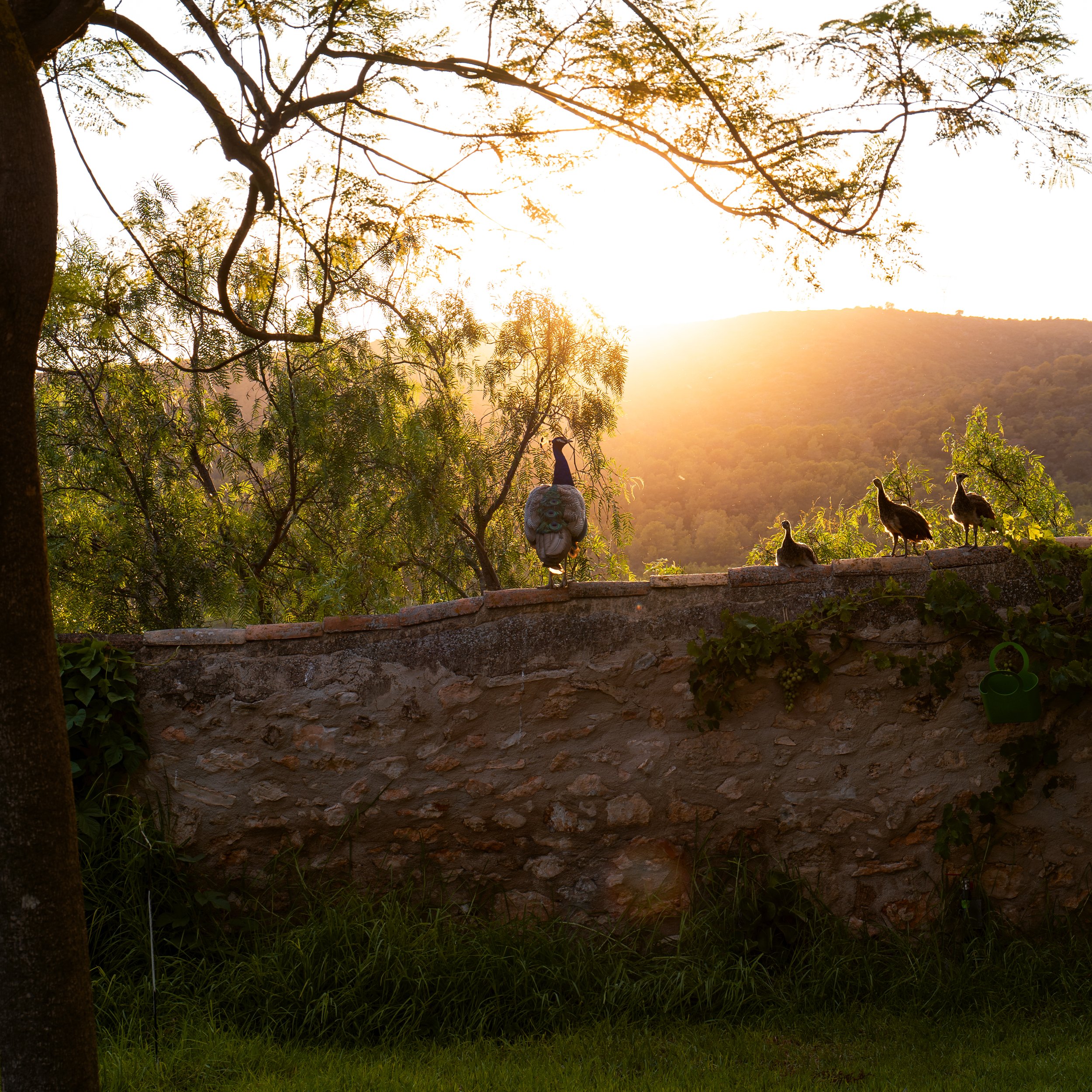 Enjoy stunning sunsets from our spacious terrace, overlooking vineyards and rolling hills—a perfect place for peaceful moments or group gatherings.