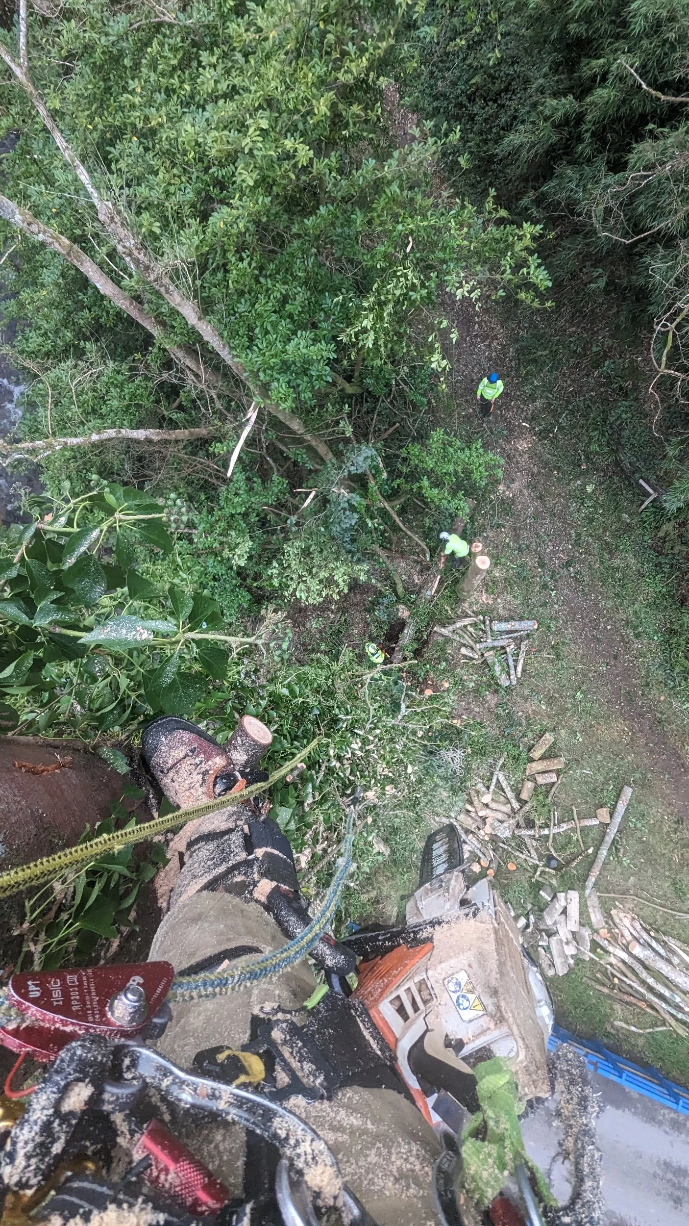 Tree cutting perspective from high up, with a person using a chainsaw and ropes, looking down on workers and felled branches below.