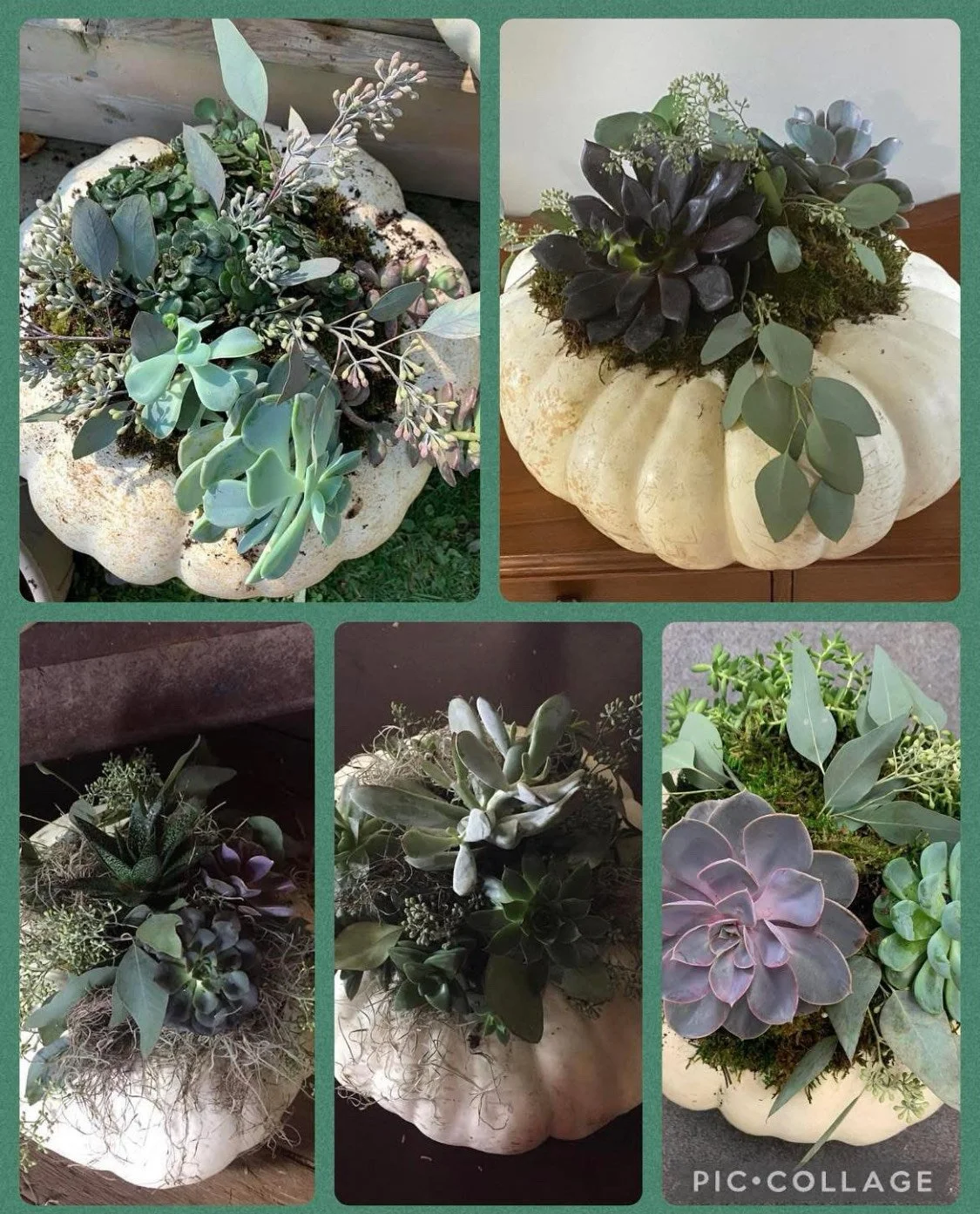 Pumpkin Succulent Planter Workshop