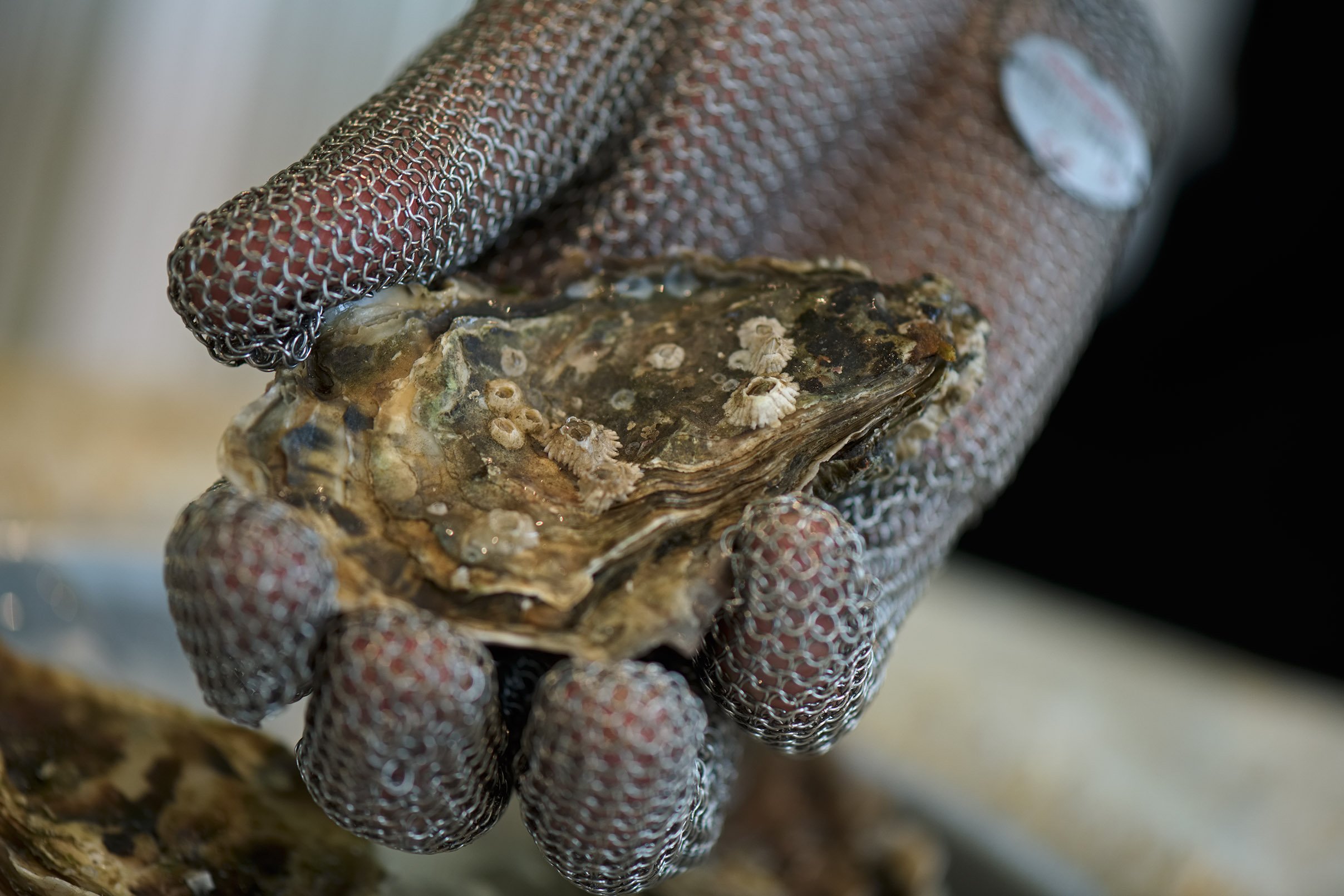 oyster4.jpg