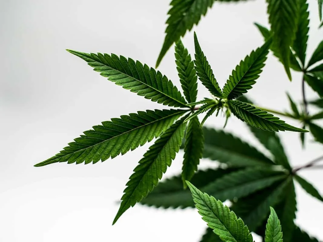 Nahaufnahme einer Cannabis-Pflanze mit schmalen Blättern