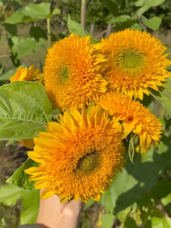 Just sunflowers.๐ป 
For the house, the farm stand, my desk at school, the birds, to save, to look at…
They seemed to be at their peak in early September. 
(Yes, some crazy lady got over excited last spring and planted all of them by hand.)