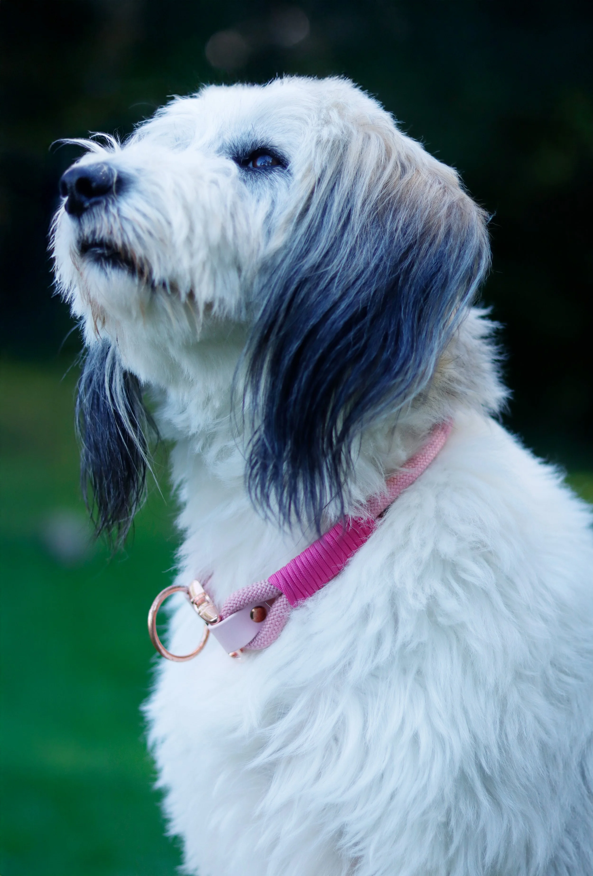 Halsband "Benny"