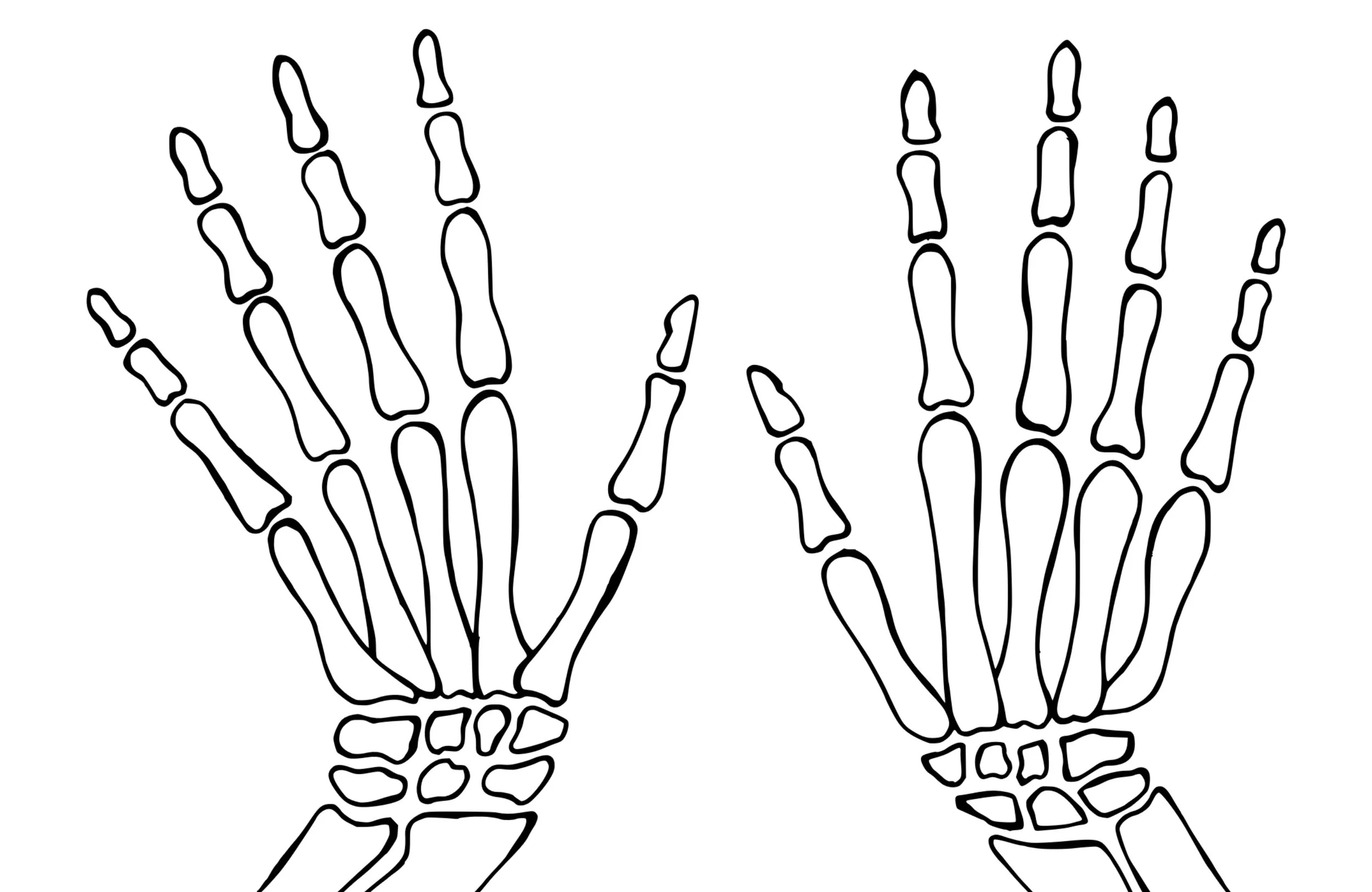A black and white drawing illustration of a persons hand bones.