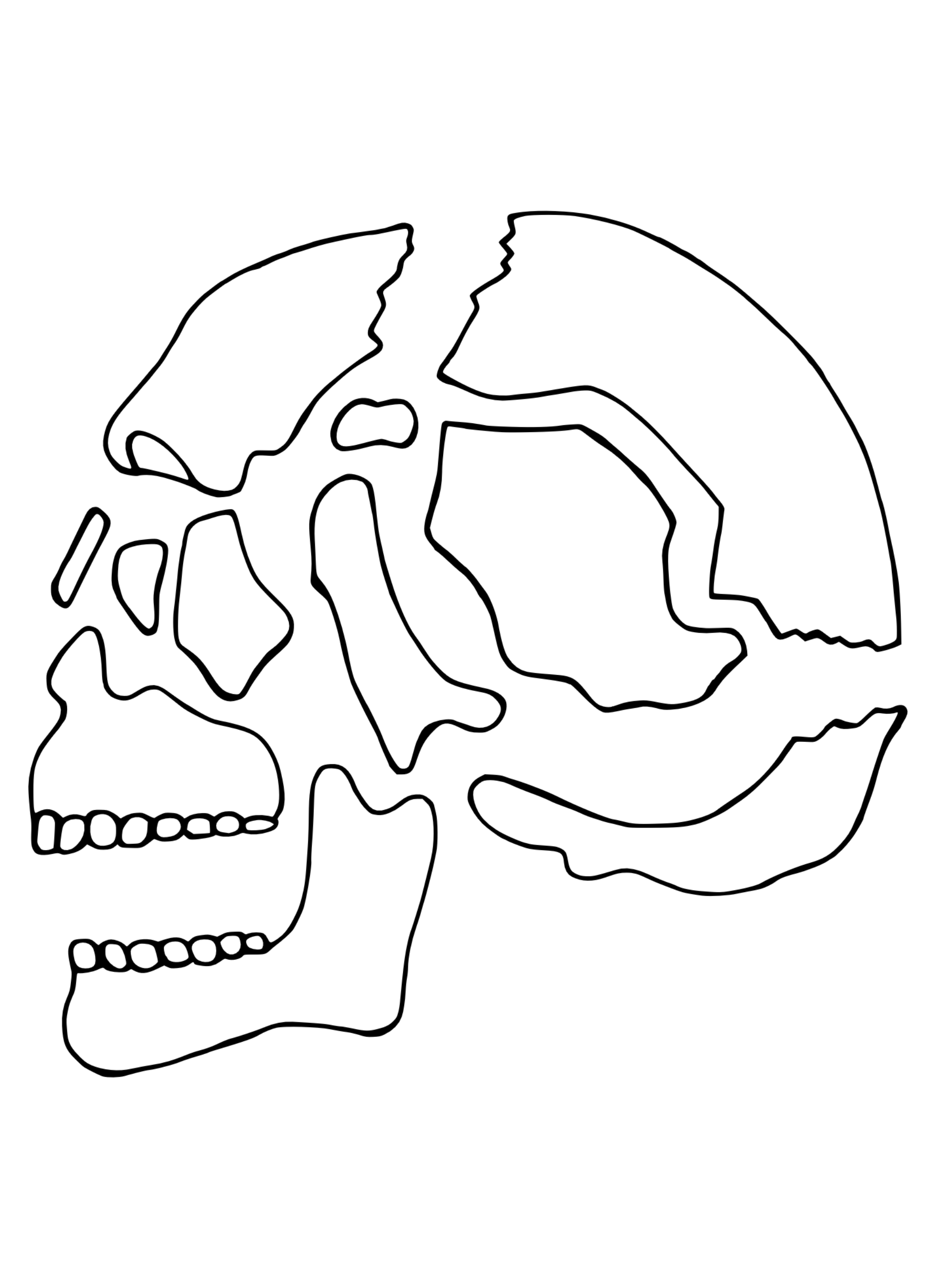 A line drawing of the skull "exploded" in all it's separate pieces, side view