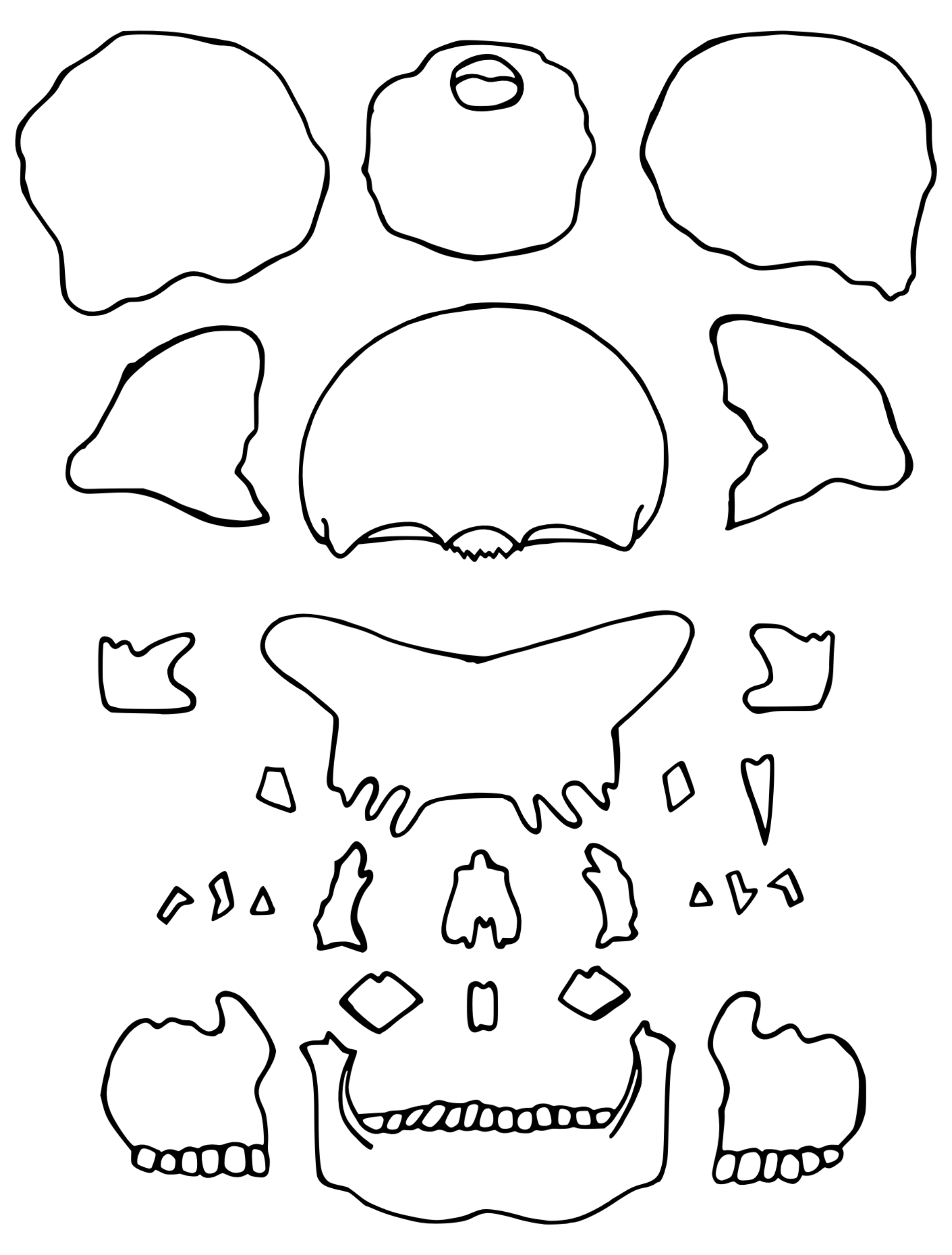 A line drawing of the skull "exploded" in all it's separate pieces