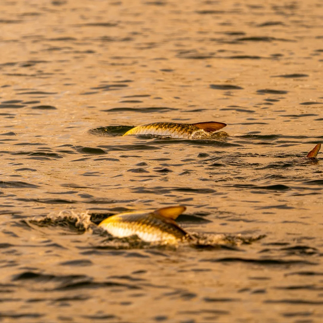 Beaufort-Fly-Fishing-Tarpon-Guide.jpg