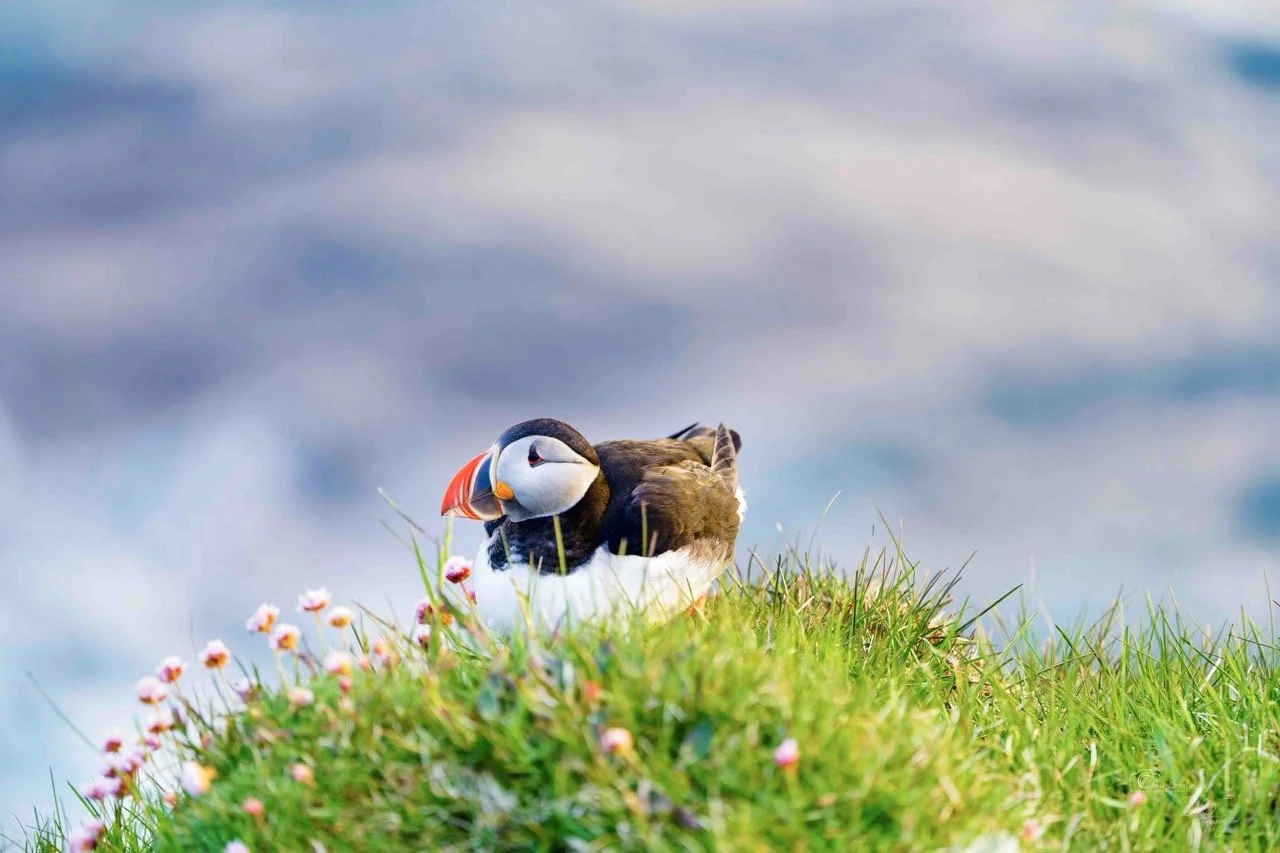 _DEN1227-FINAL-ICELAND-2 Large.jpeg