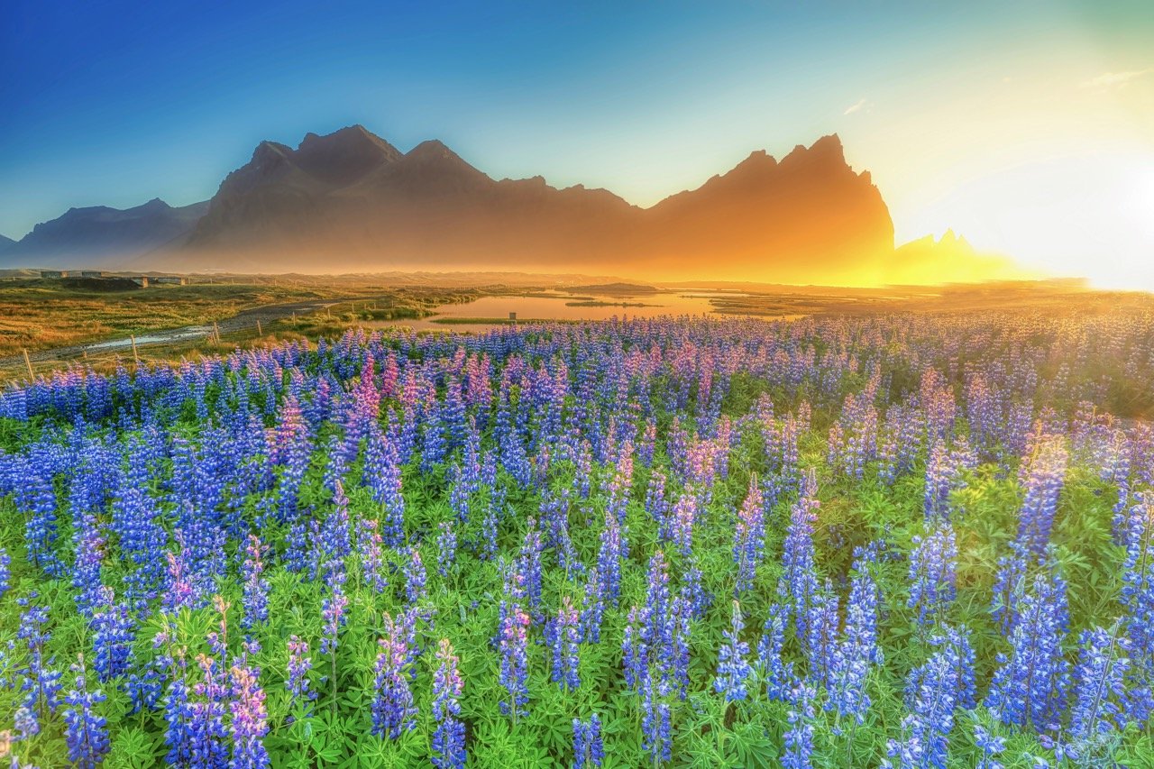 Amongst the Lupins-Iceland_.jpeg