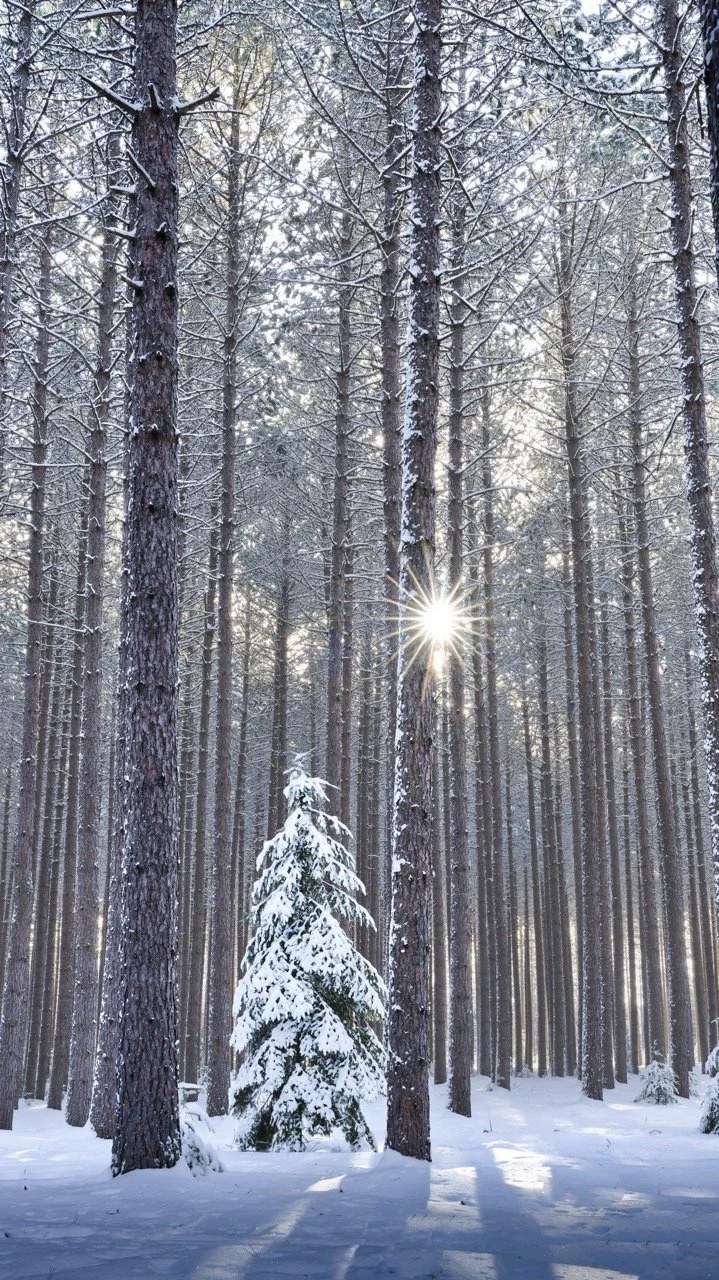 Covered in Snow_ .jpeg