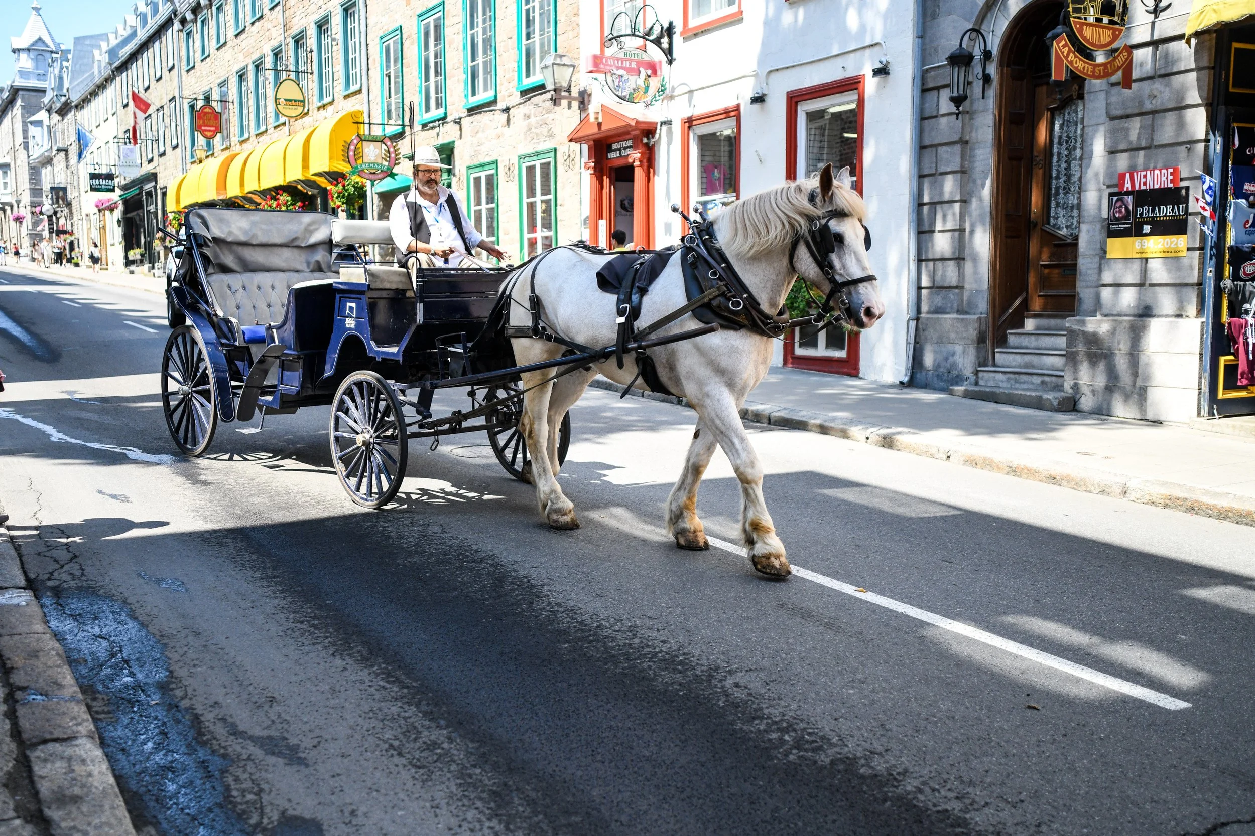 quebec.horse.edit.jpg