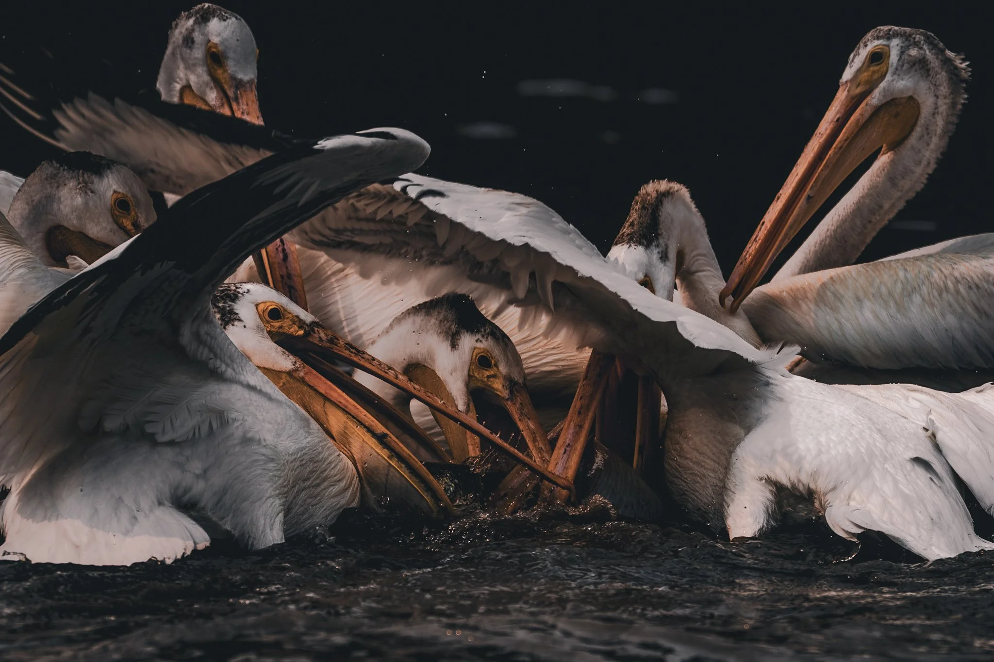 bird fight.jpg
