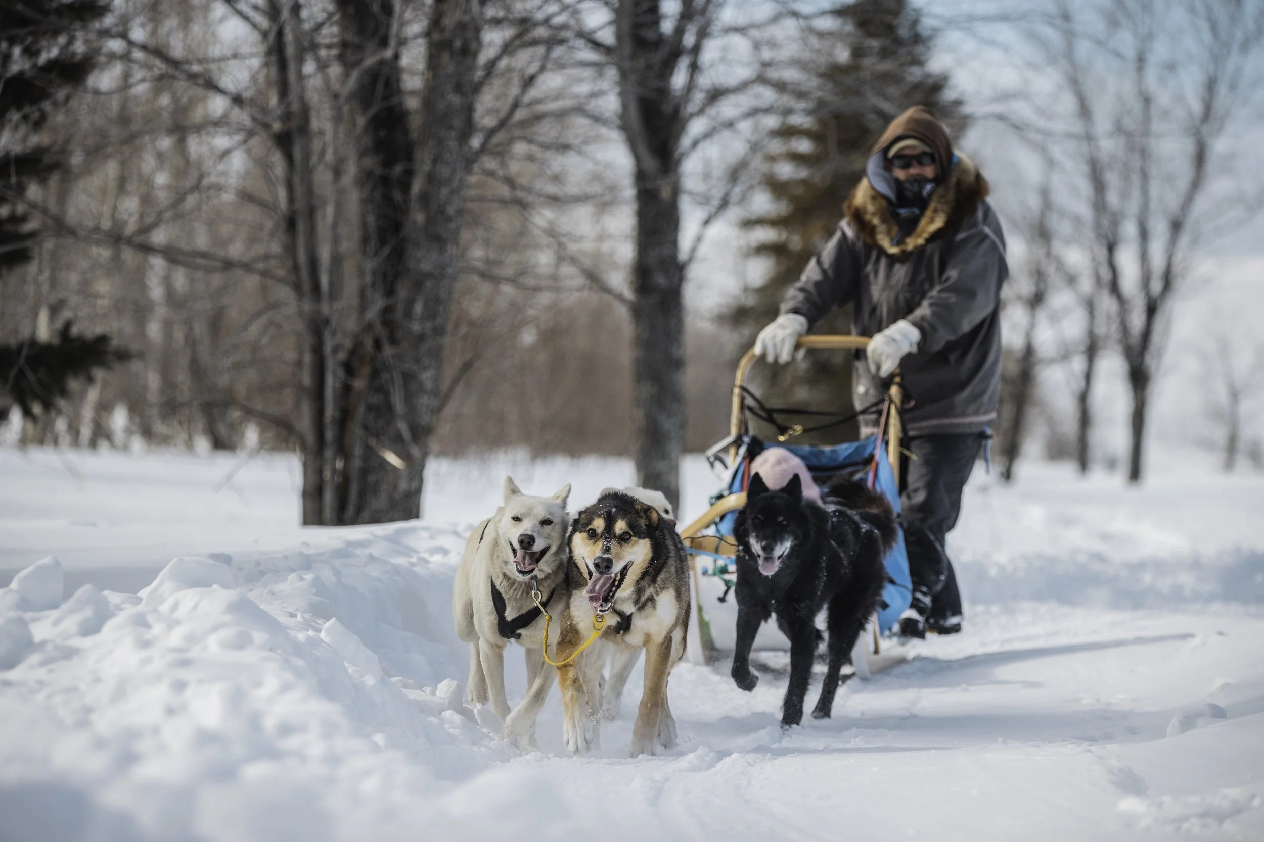 Dog sledding at Marina Park as a part of the City of Thunder Bay's Winter FunDays program