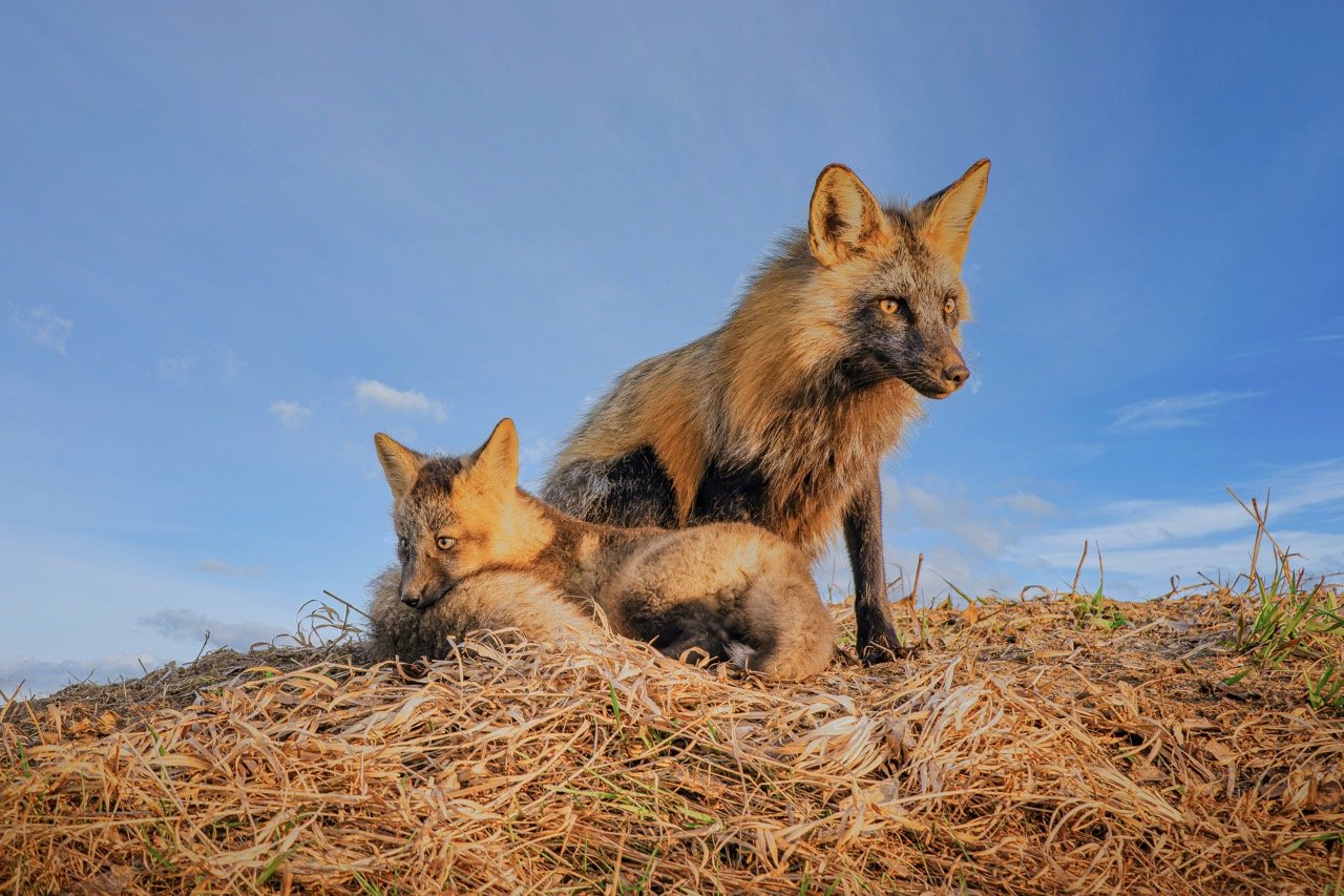 A fox kit lies on its mother's tail atop a hill against a dramatic blue sky