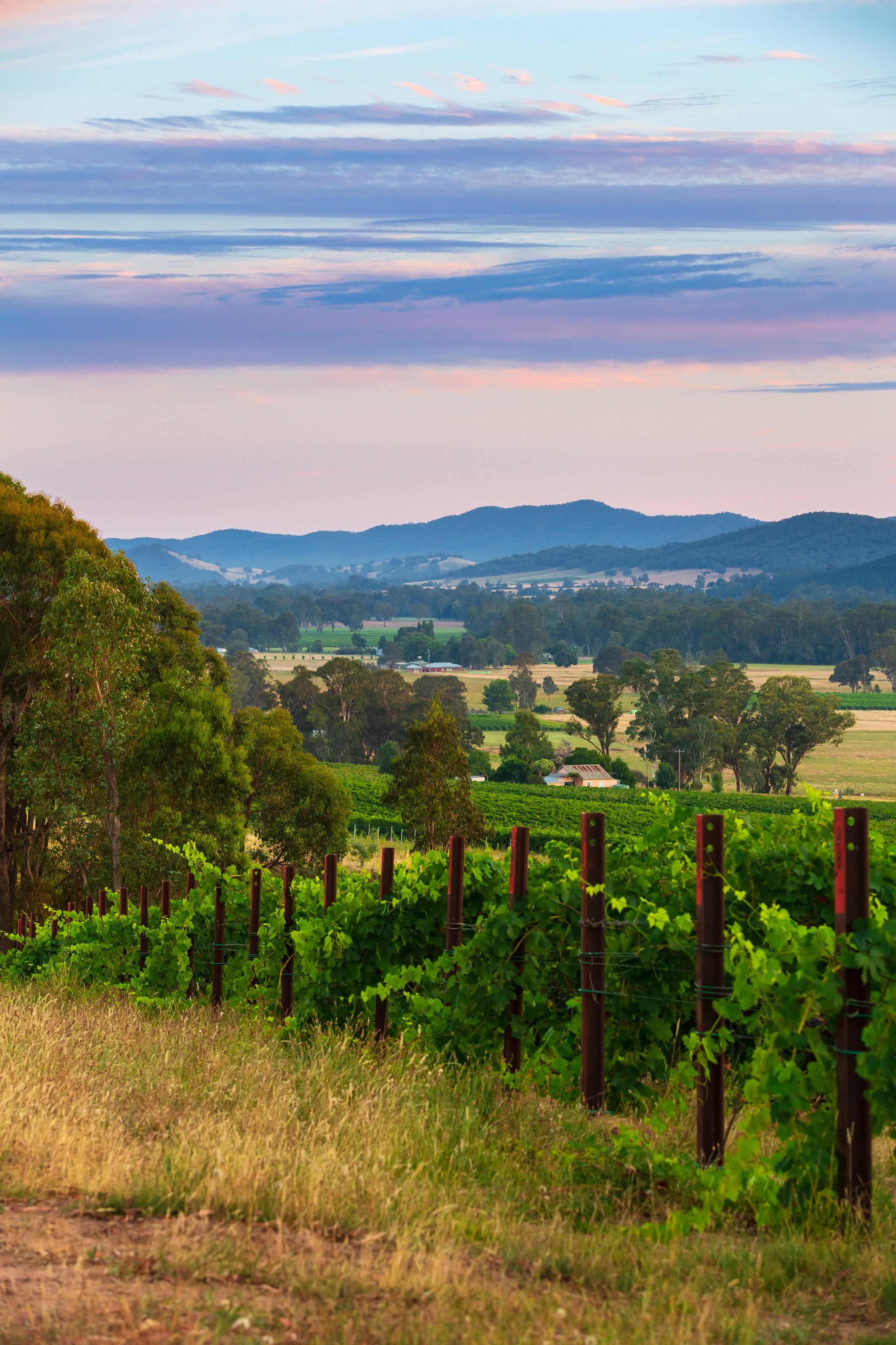 174_Pizzini vineyard. King Valley_Whitfield.jpg