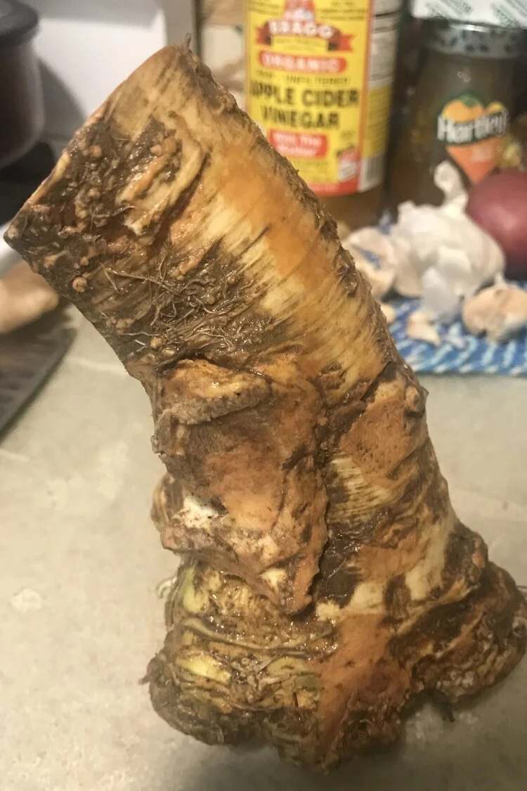 Horse Radish Root.jpeg